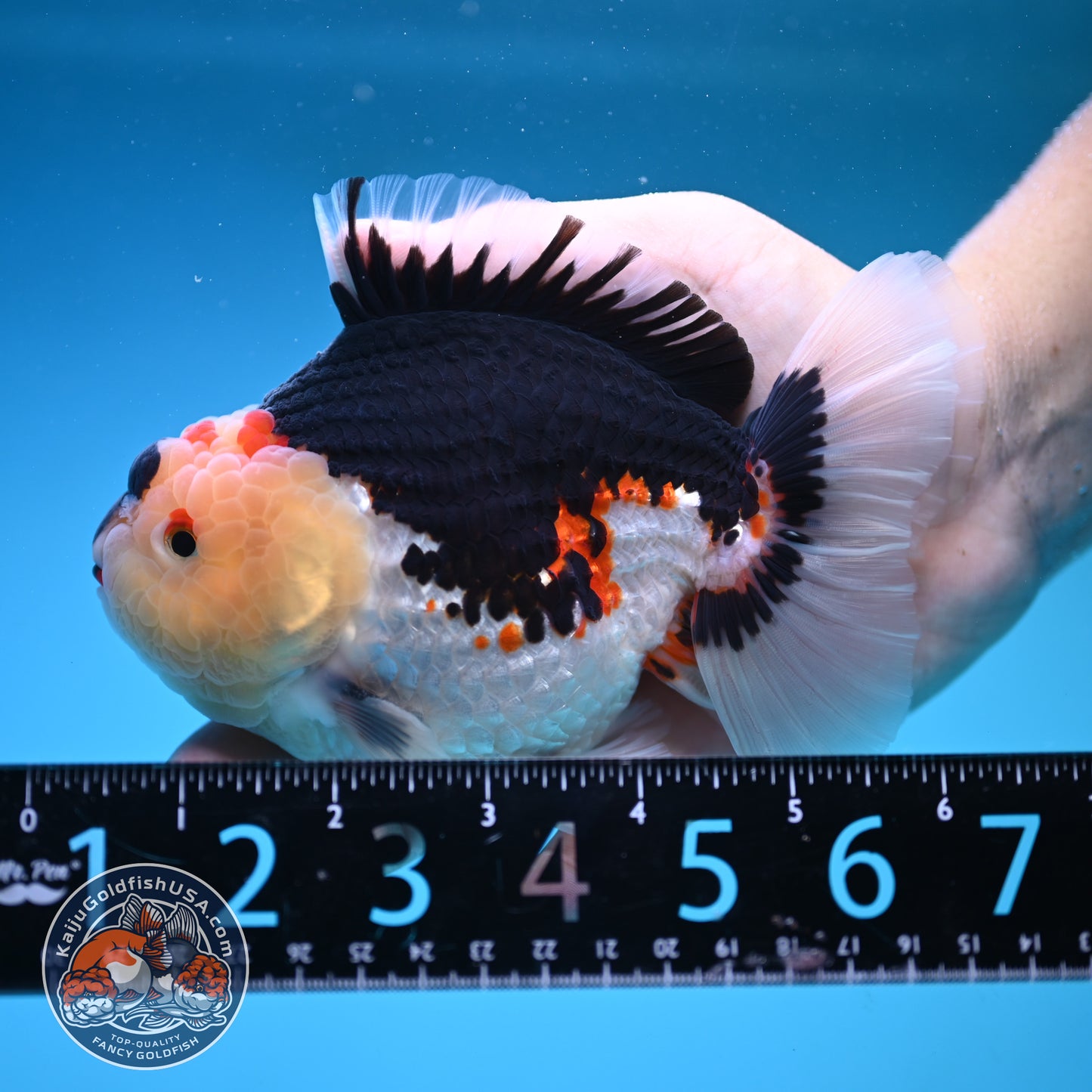 Tricolor Oranda 4.75 inch Body (250905_OR04)