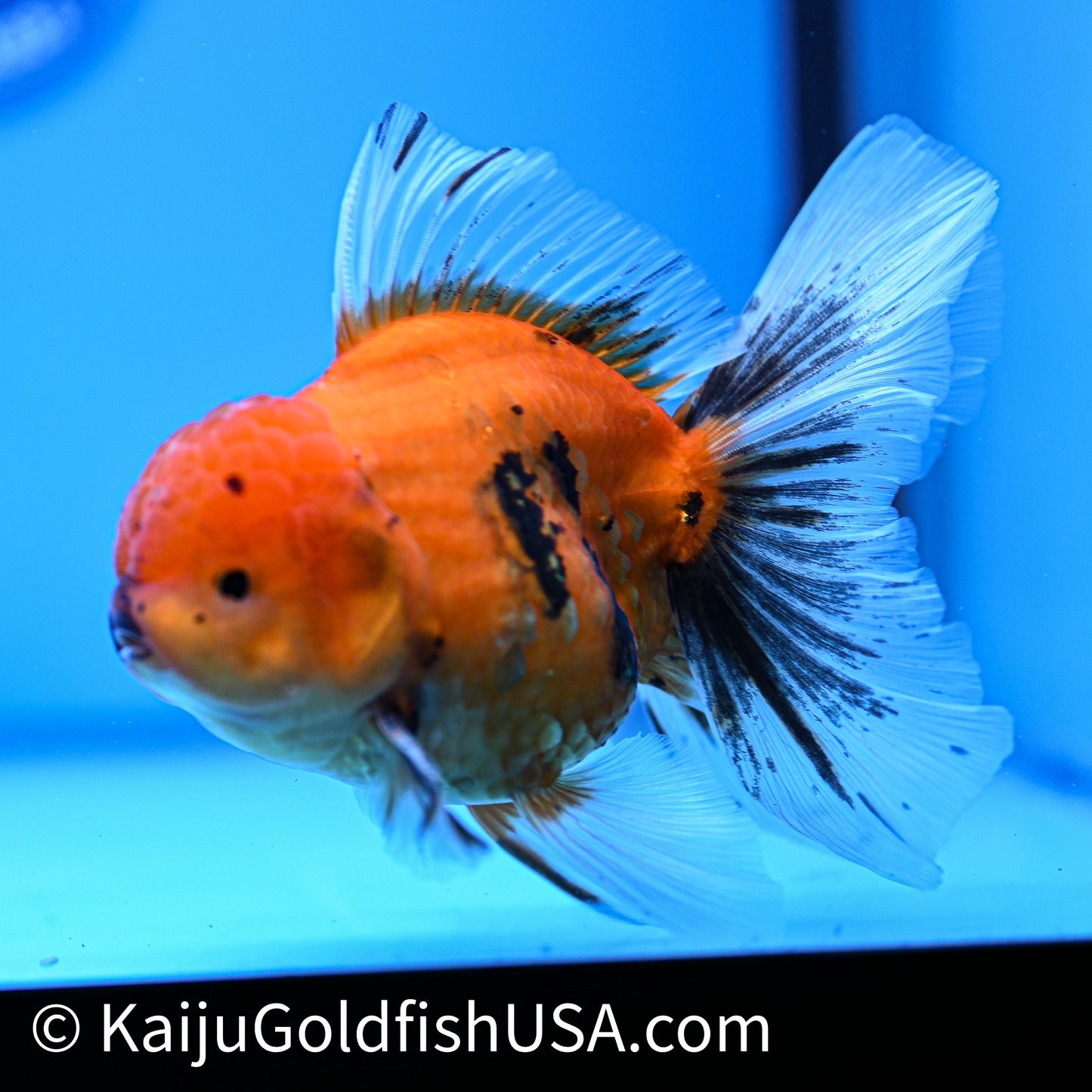 Tiger Rose Tail Oranda 4in Body (240628_OR04) - Kaiju Goldfish USA