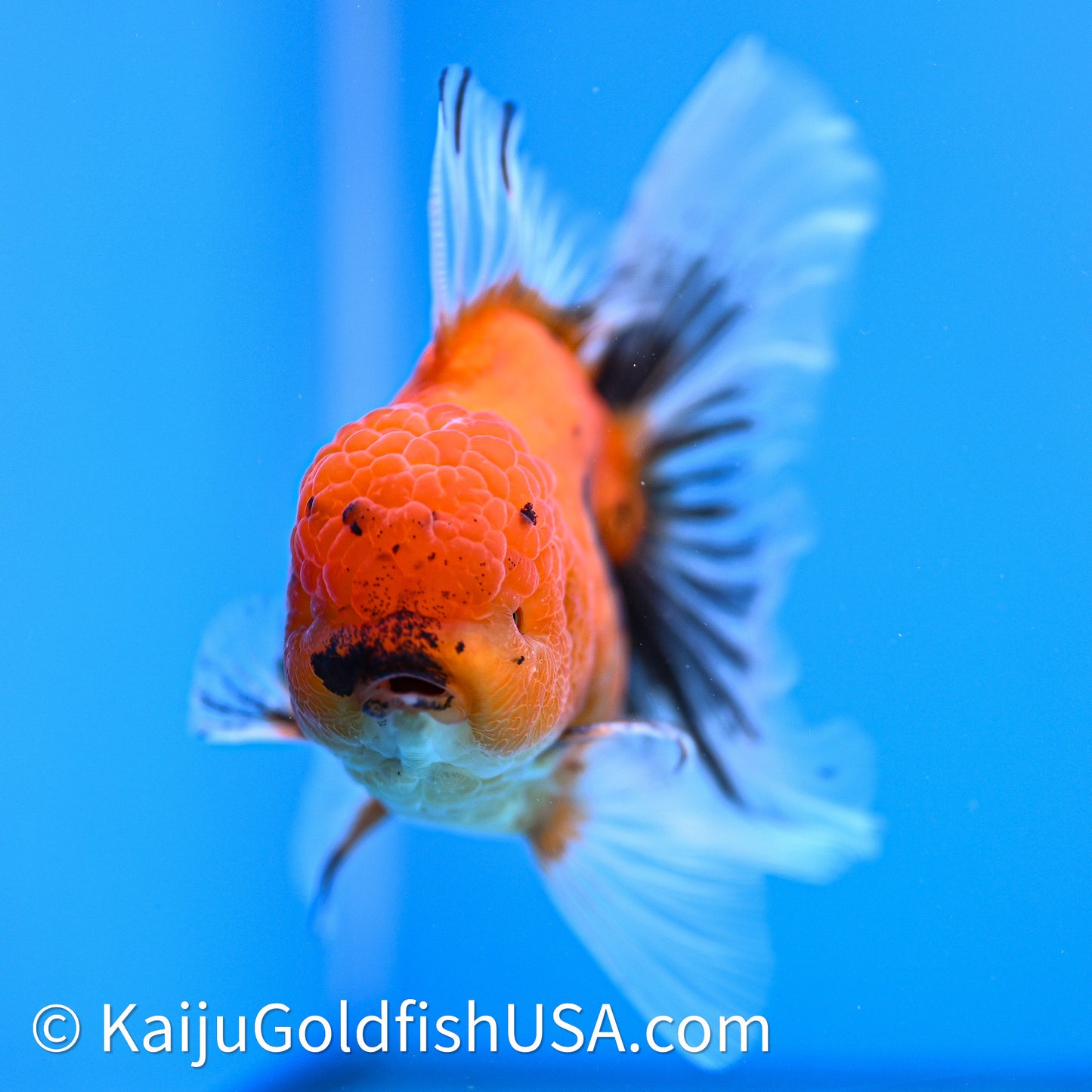 Tiger Rose Tail Oranda 4in Body (240628_OR04) - Kaiju Goldfish USA
