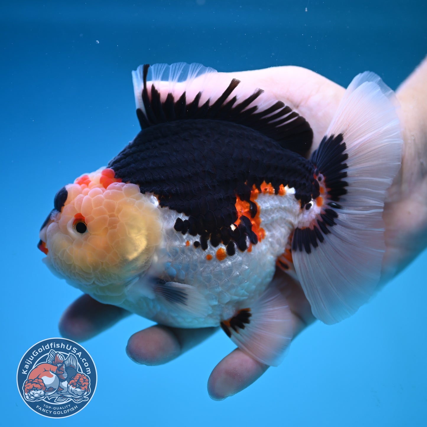 Tricolor Oranda 4.75 inch Body (250905_OR04)