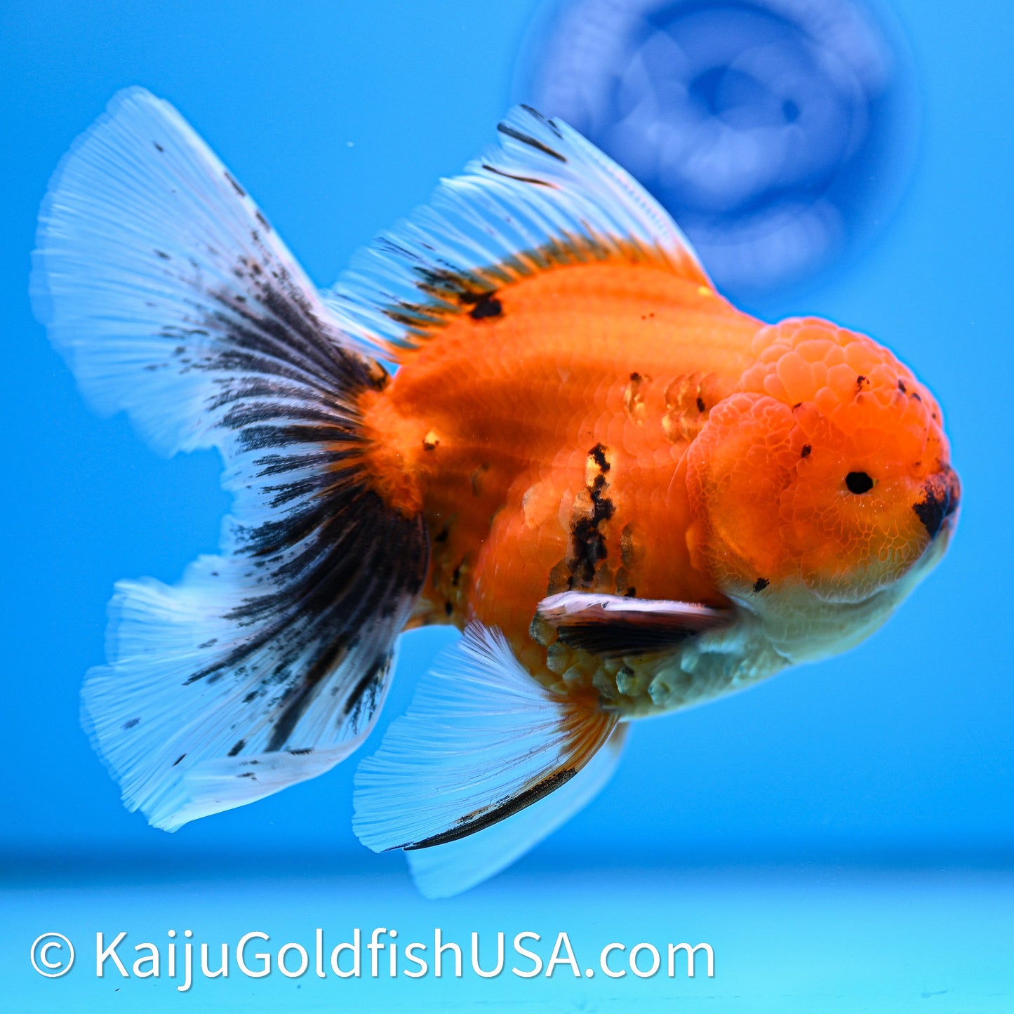 Tiger Rose Tail Oranda 4in Body (240628_OR04) - Kaiju Goldfish USA