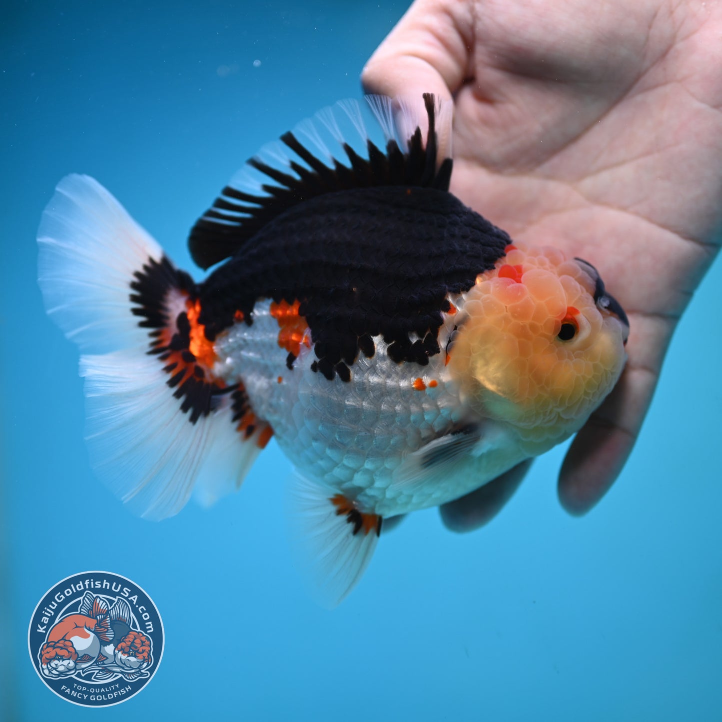 Tricolor Oranda 4.75 inch Body (250905_OR04)