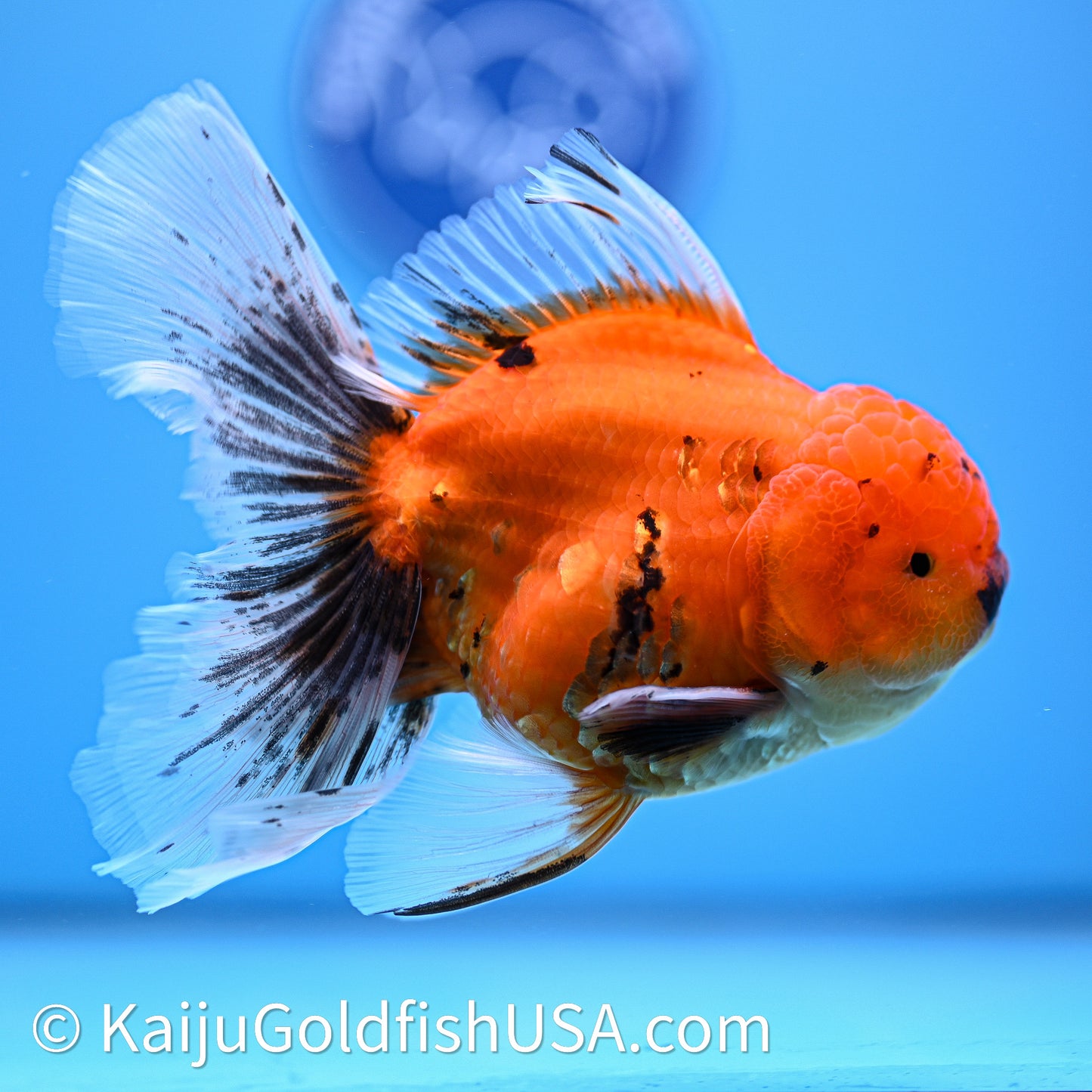 Tiger Rose Tail Oranda 4in Body (240628_OR04) - Kaiju Goldfish USA