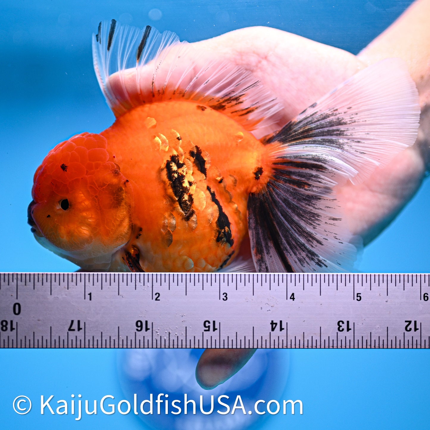 Tiger Rose Tail Oranda 4in Body (240628_OR04) - Kaiju Goldfish USA