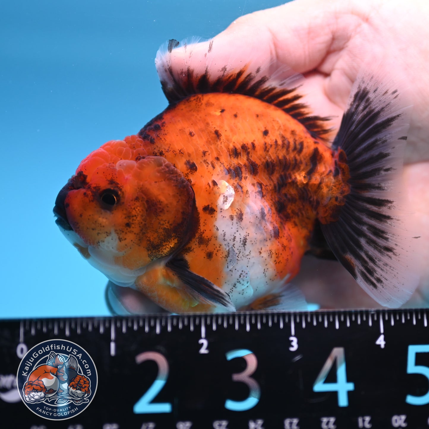 Shogun Calico Oranda 3.5 inch Body (250815_OR04)