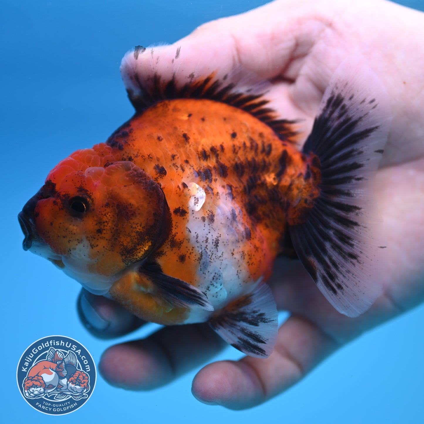 Shogun Calico Oranda 3.5 inch Body (250815_OR04)