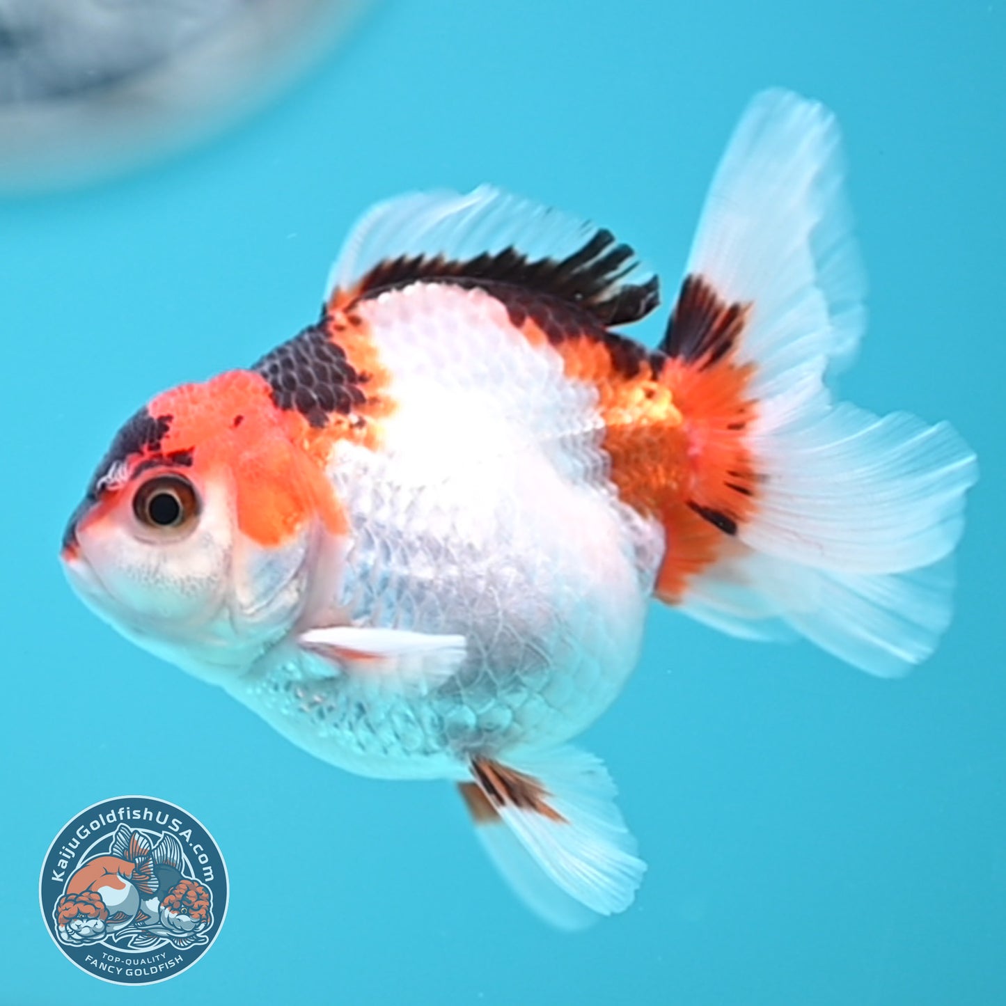Tricolor Oranda 3 inches Body (250502_OR04)