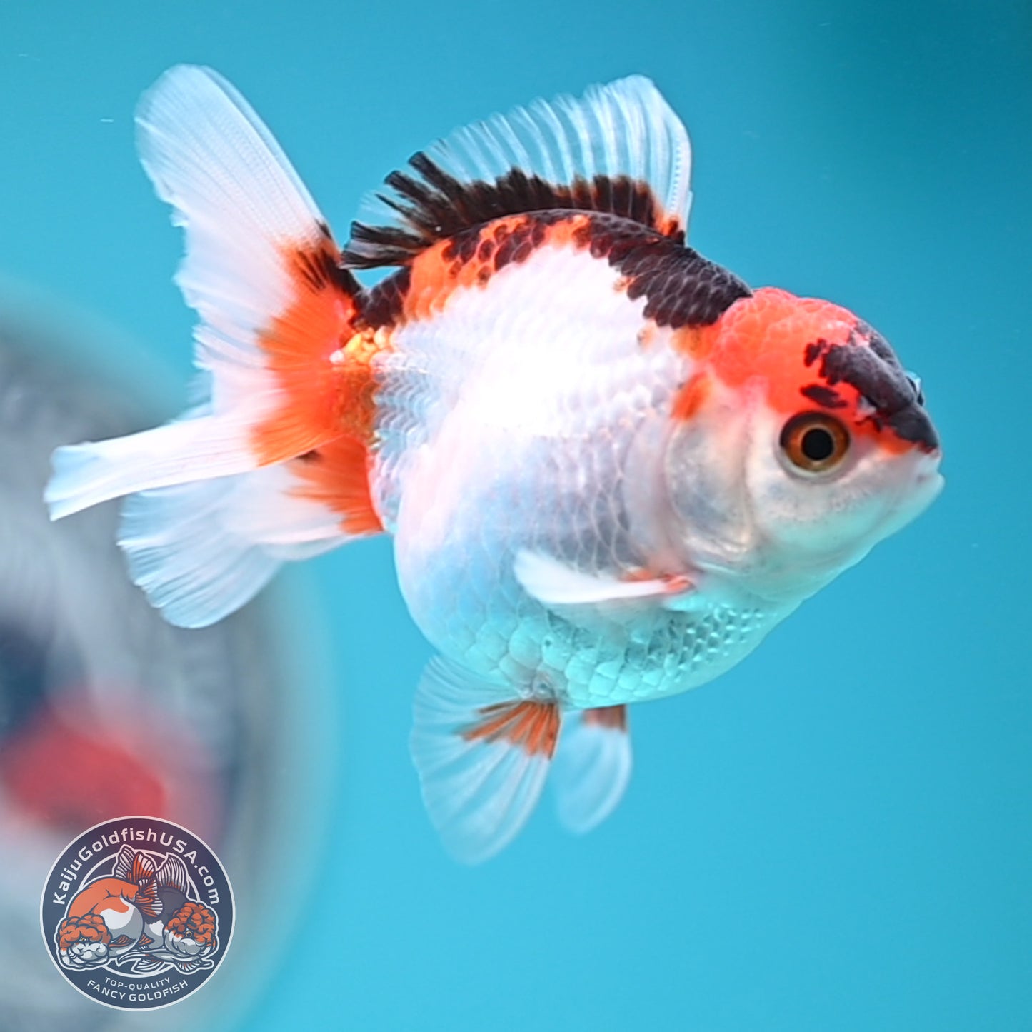 Tricolor Oranda 3 inches Body (250502_OR04)