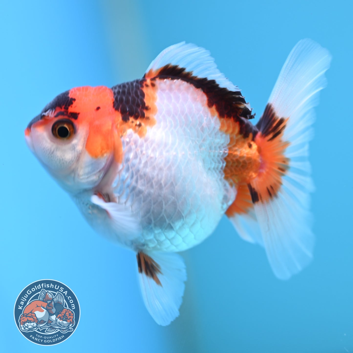 Tricolor Oranda 3 inches Body (250502_OR04)