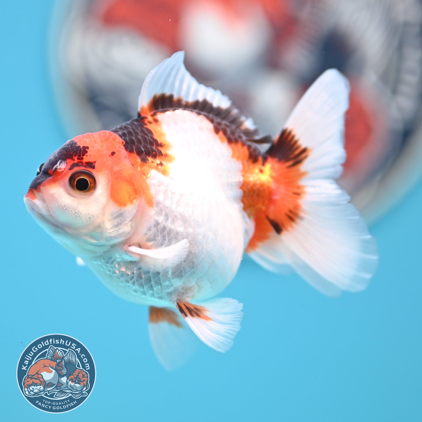 Tricolor Oranda 3 inches Body (250502_OR04)