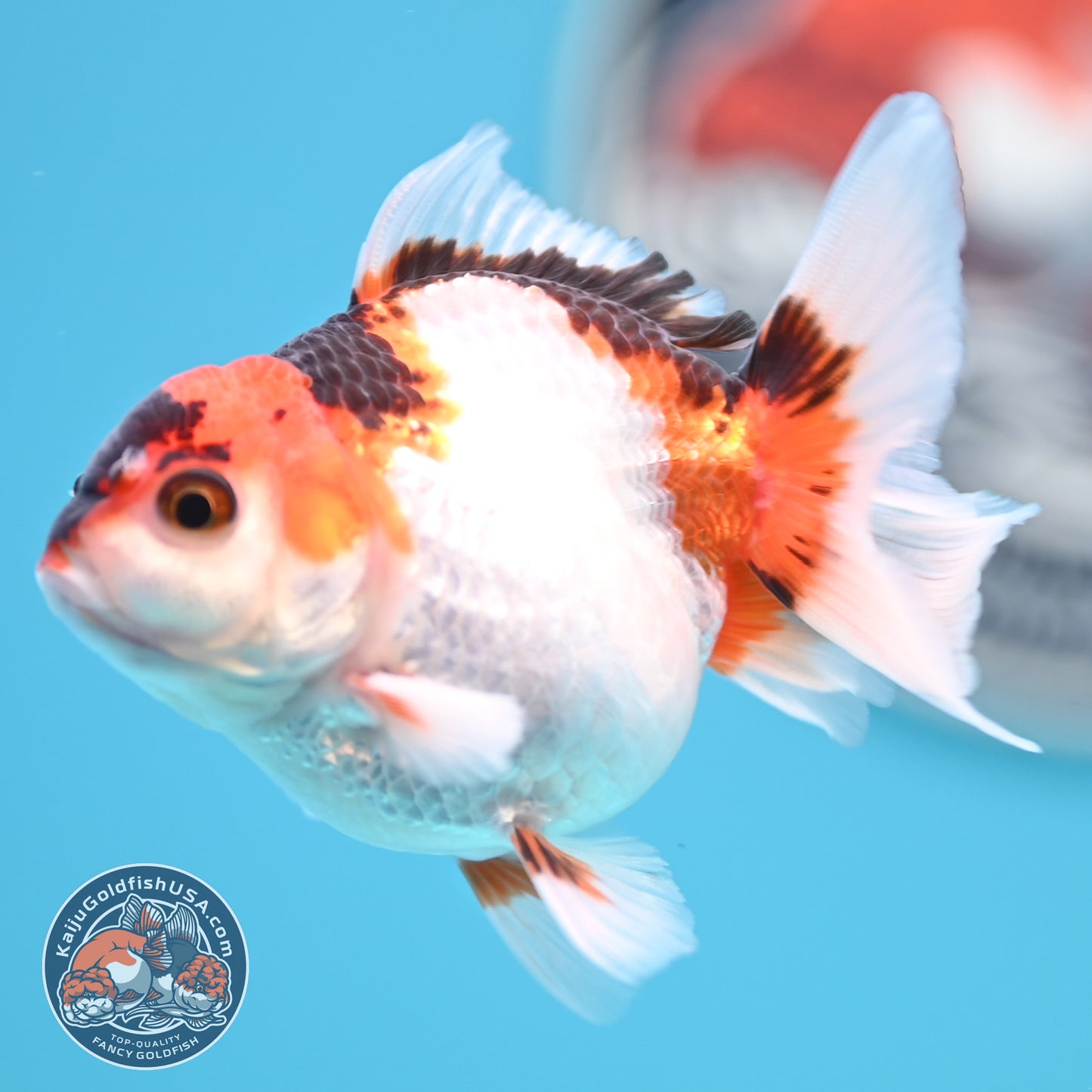 Tricolor Oranda 3 inches Body (250502_OR04)