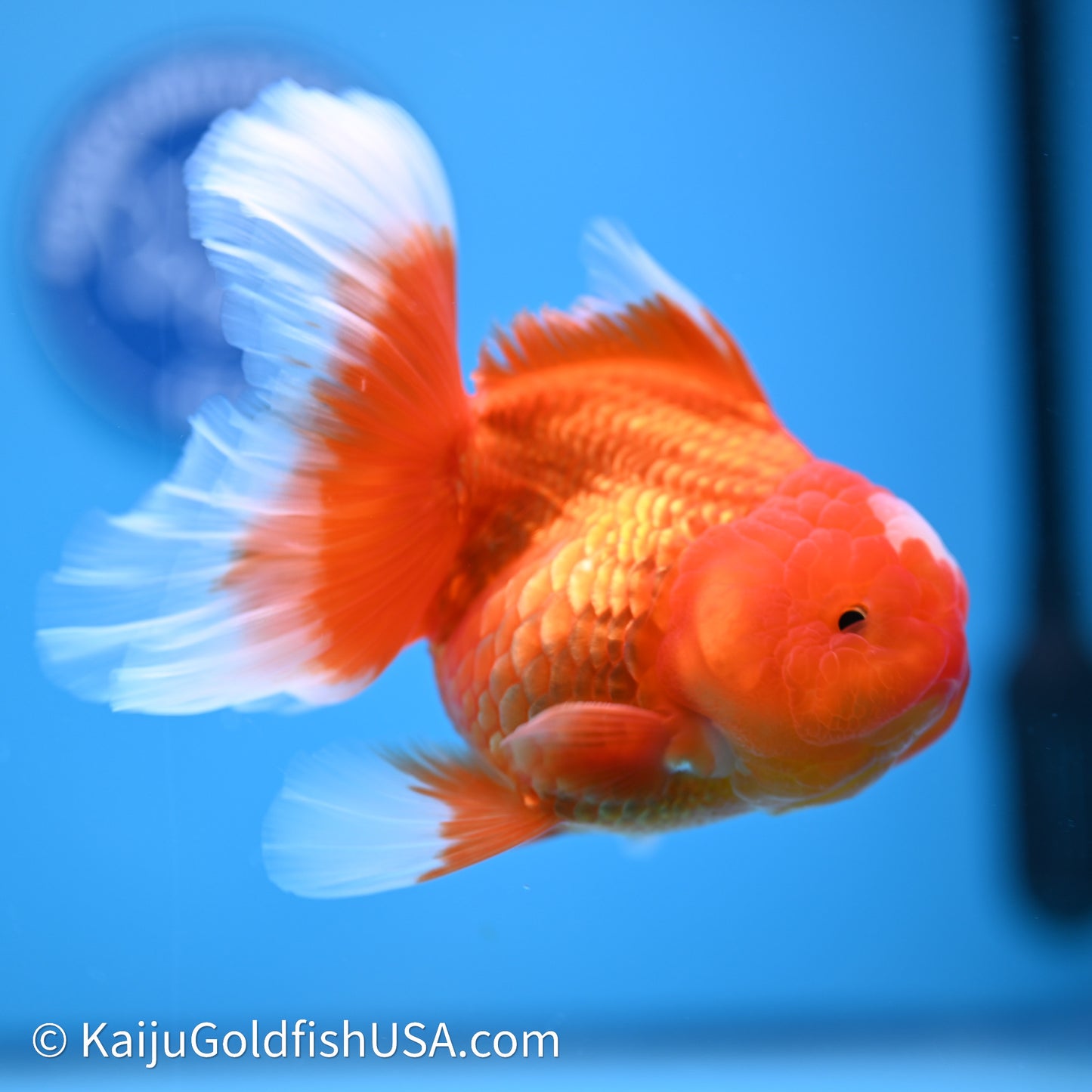 Jade Seal Red White Rose Tail Oranda 4in Body (240621_OR05) - Kaiju Goldfish USA
