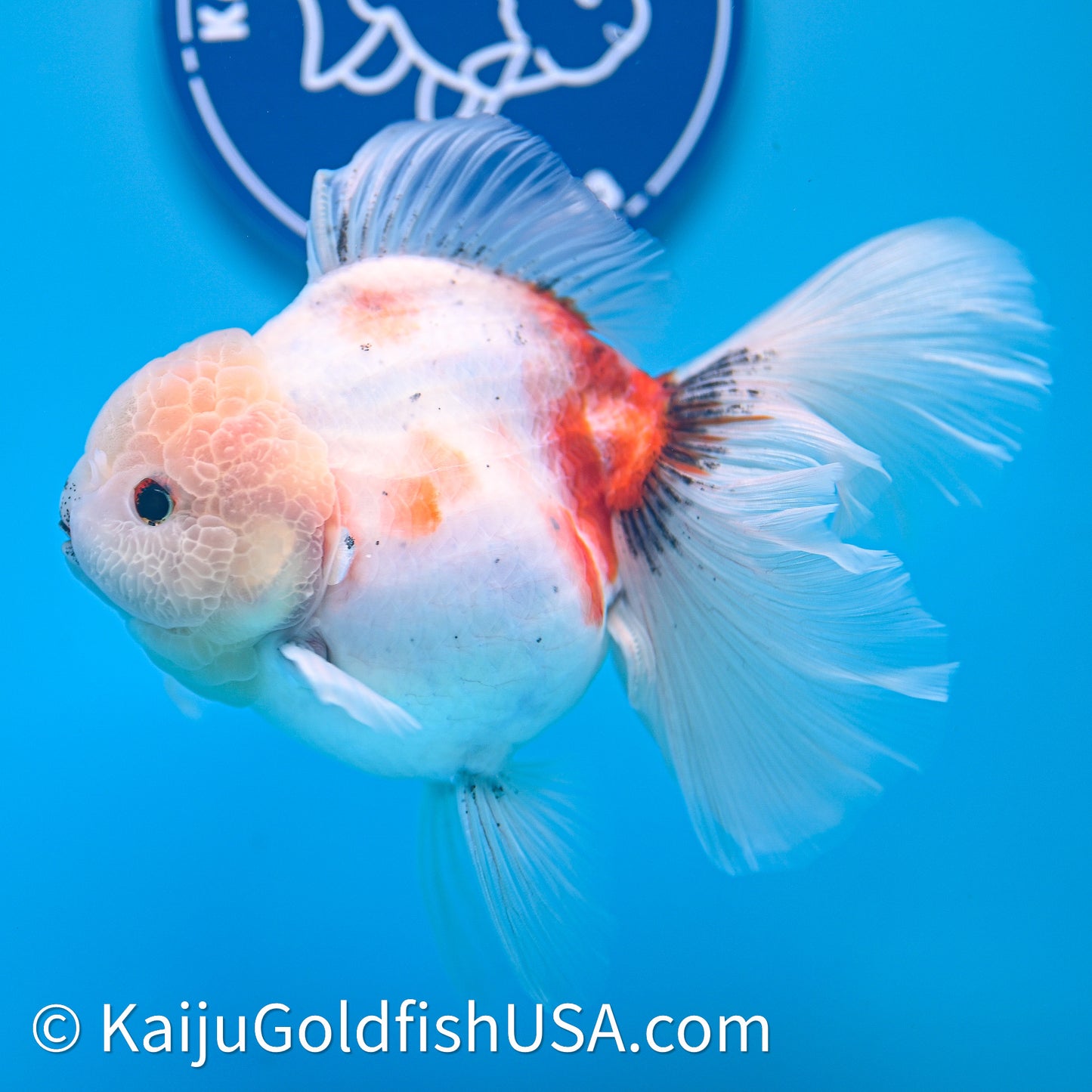 Tricolor Sakura Rose Tail Oranda 4in Body (240628_OR05) - Kaiju Goldfish USA