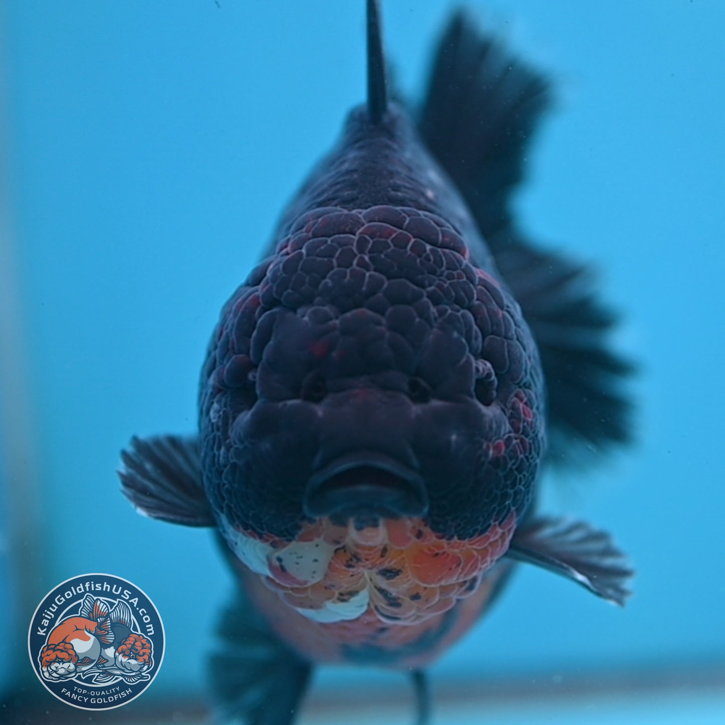 Kirin Oranda 4.5 inch Body (250926_OR05)