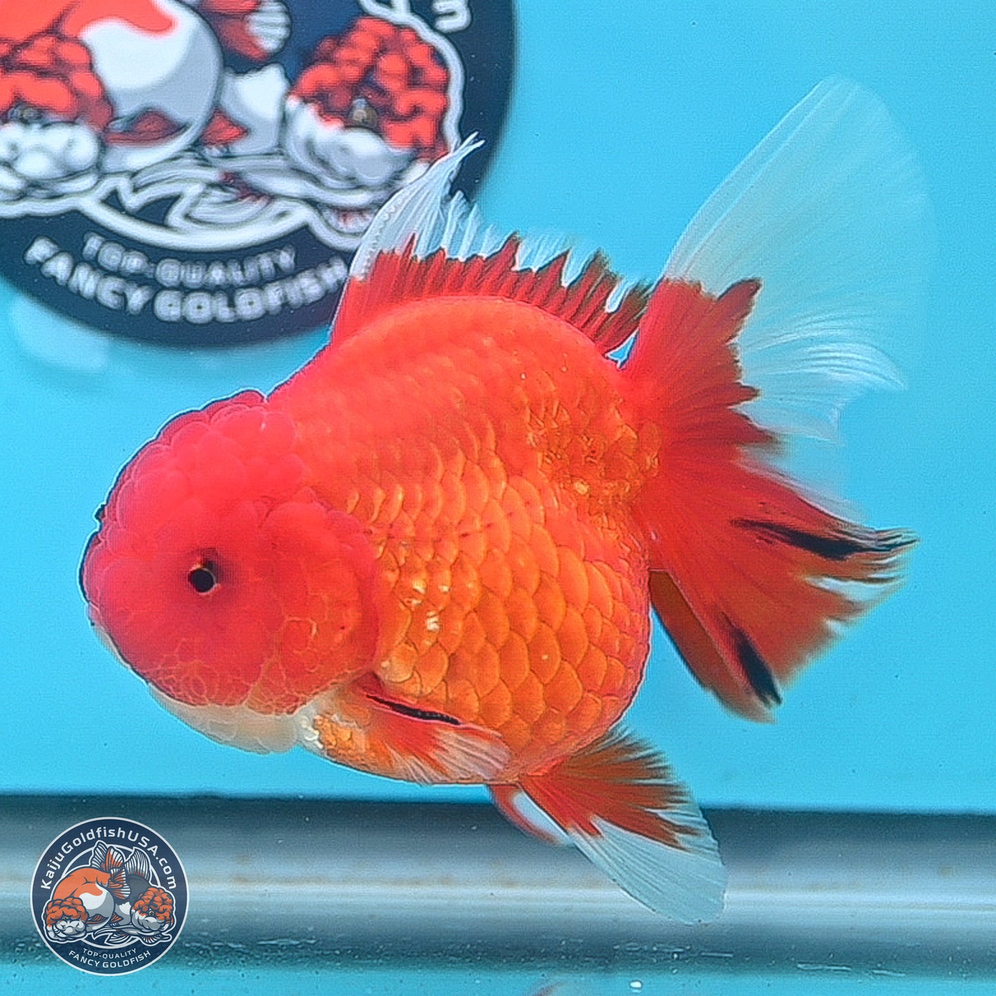 Red White Rose Tail Oranda 3.5 inches Body - Female (250214_OR05)