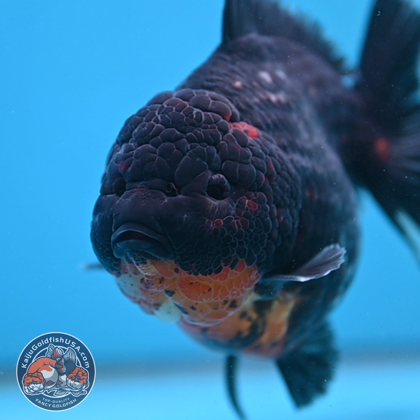 Kirin Oranda 4.5 inch Body (250926_OR05)