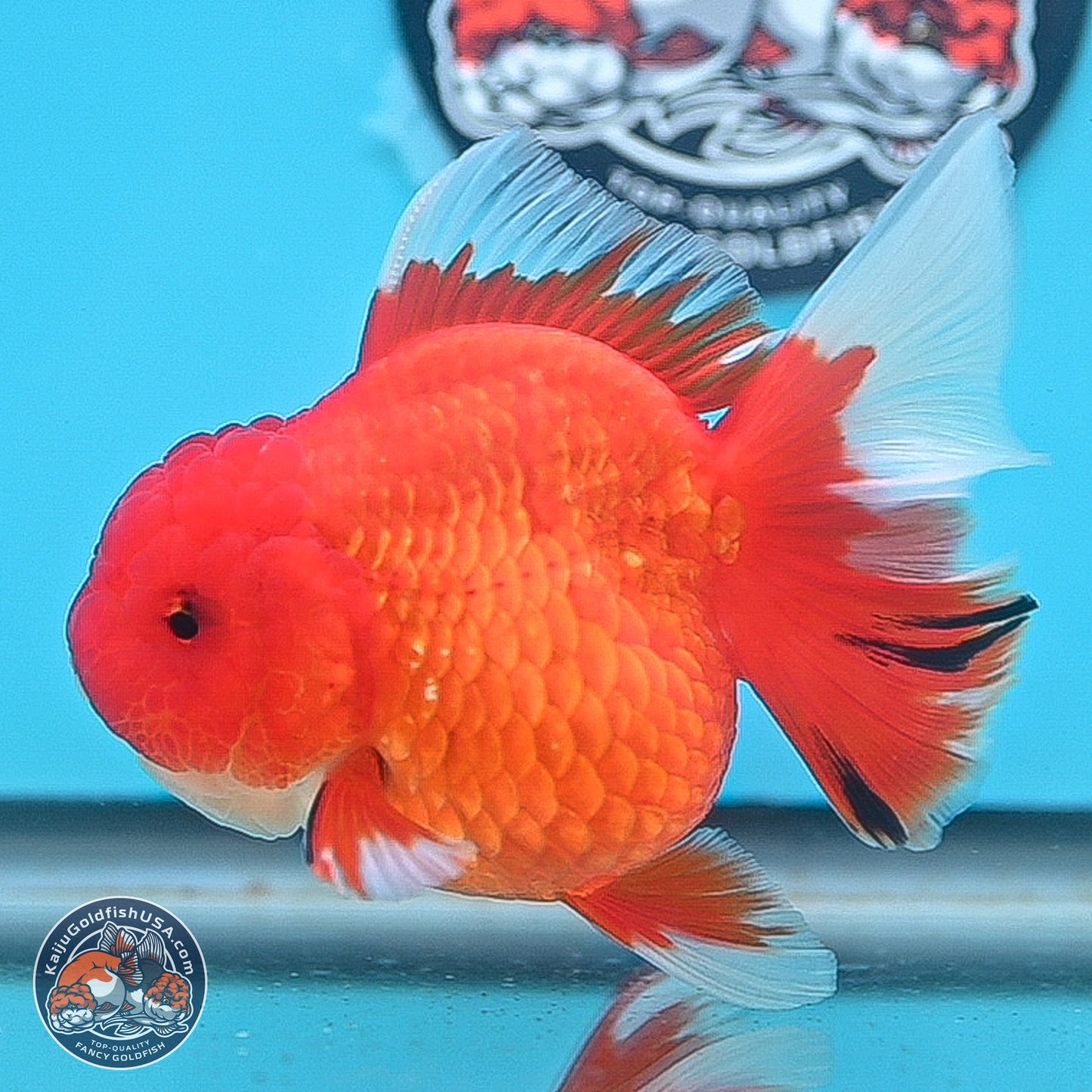 Red White Rose Tail Oranda 3.5 inches Body - Female (250214_OR05)