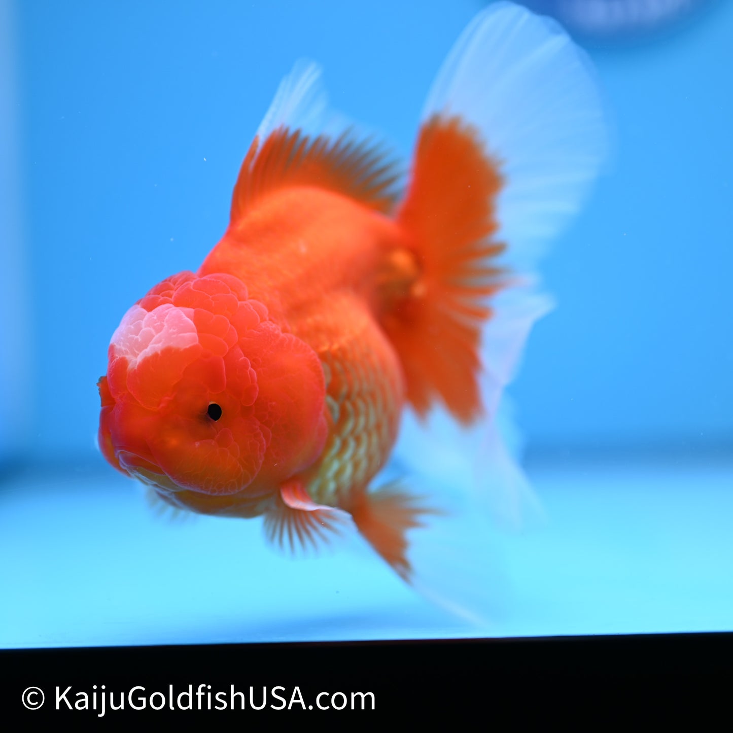 Jade Seal Red White Rose Tail Oranda 4in Body (240621_OR05) - Kaiju Goldfish USA
