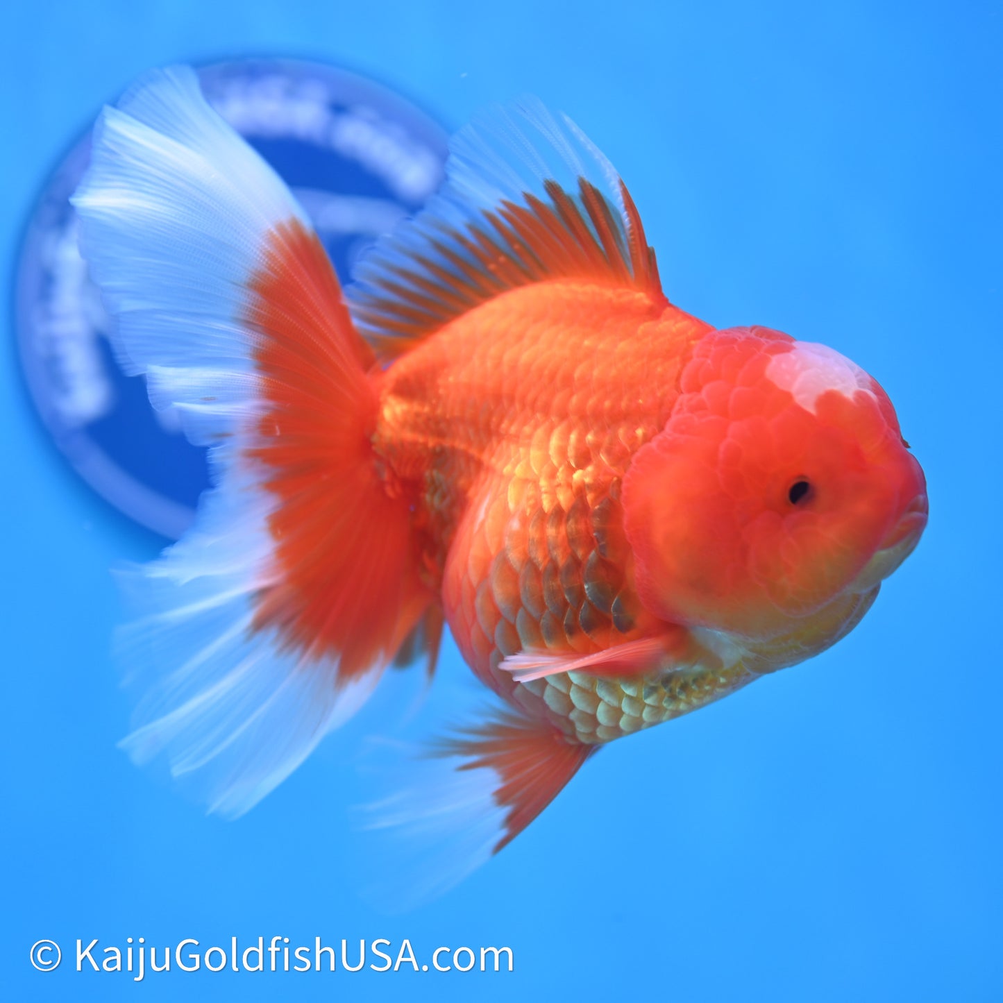 Jade Seal Red White Rose Tail Oranda 4in Body (240621_OR05) - Kaiju Goldfish USA