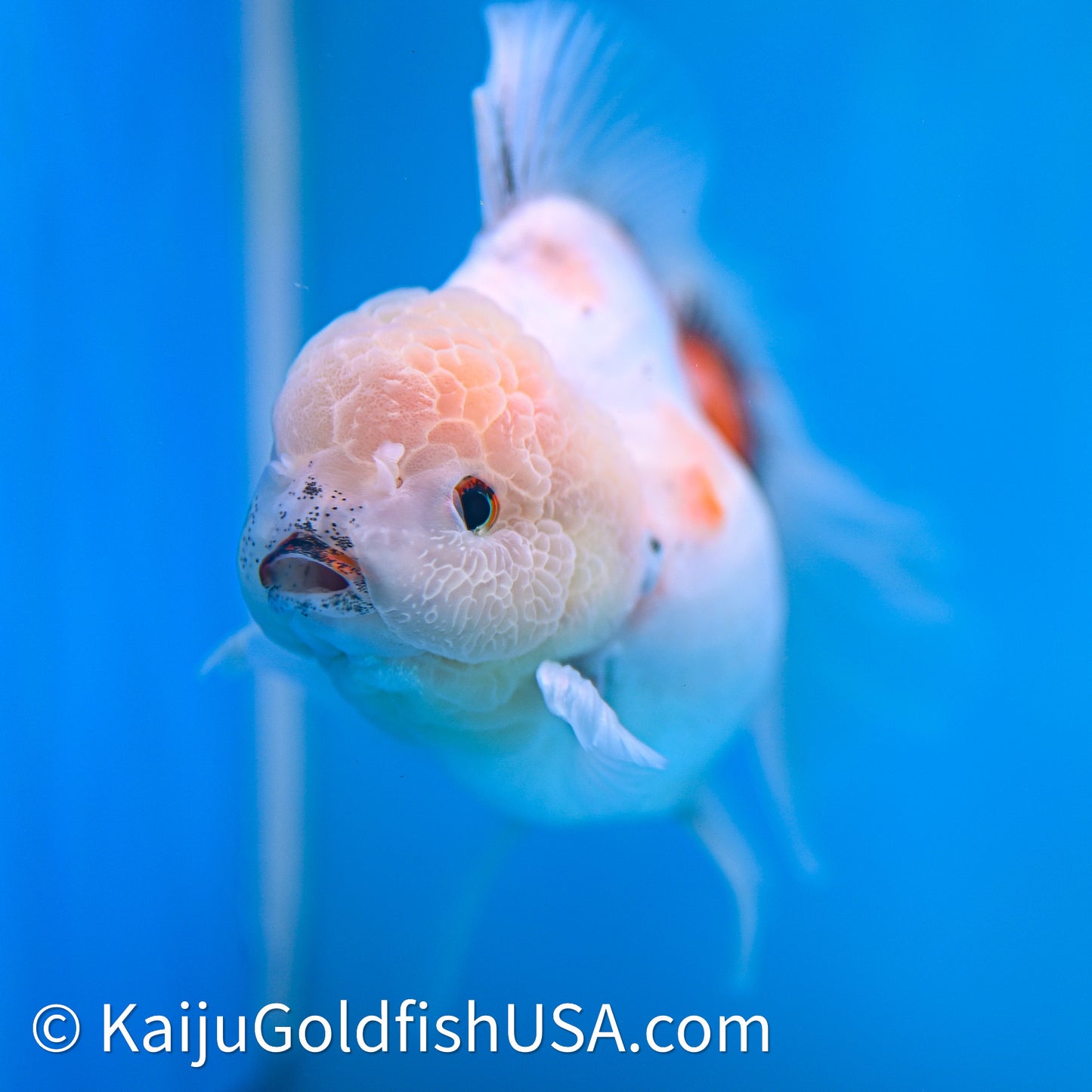 Tricolor Sakura Rose Tail Oranda 4in Body (240628_OR05) - Kaiju Goldfish USA