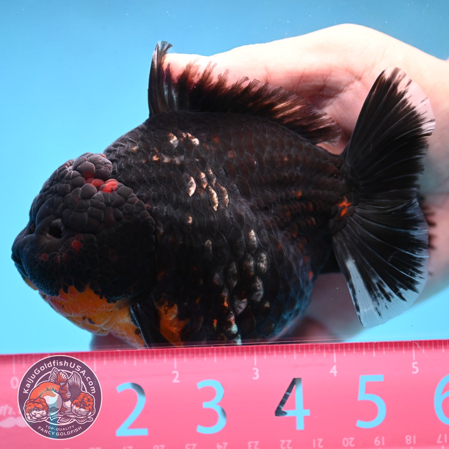 Kirin Oranda 4.5 inch Body (250926_OR05)