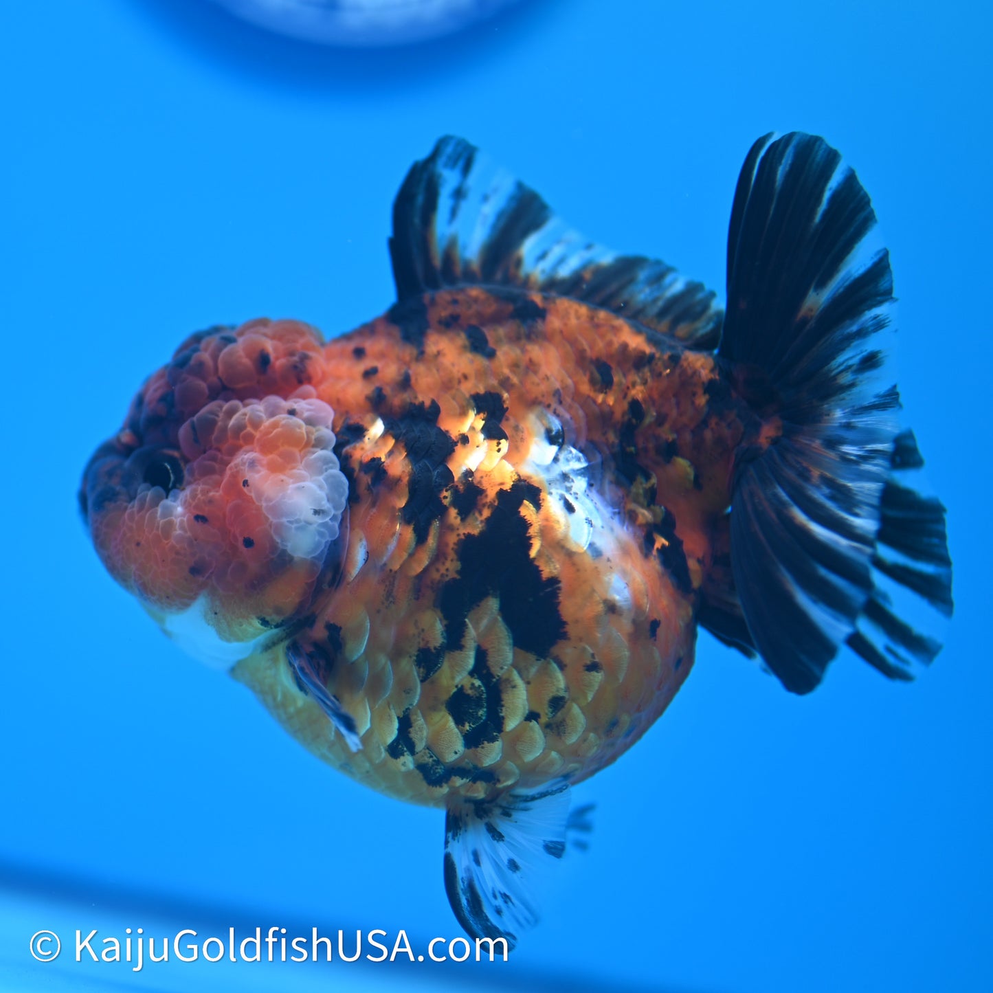 Shogun Godzilla Tiger Oranda 4in Body (240614_OR05) - Kaiju Goldfish USA