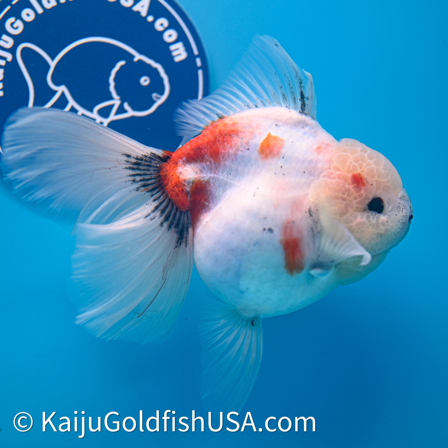 Tricolor Sakura Rose Tail Oranda 4in Body (240628_OR05) - Kaiju Goldfish USA