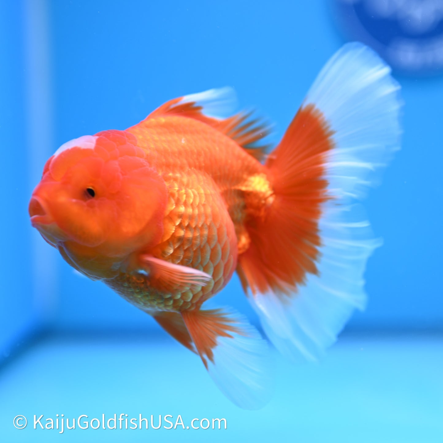 Jade Seal Red White Rose Tail Oranda 4in Body (240621_OR05) - Kaiju Goldfish USA