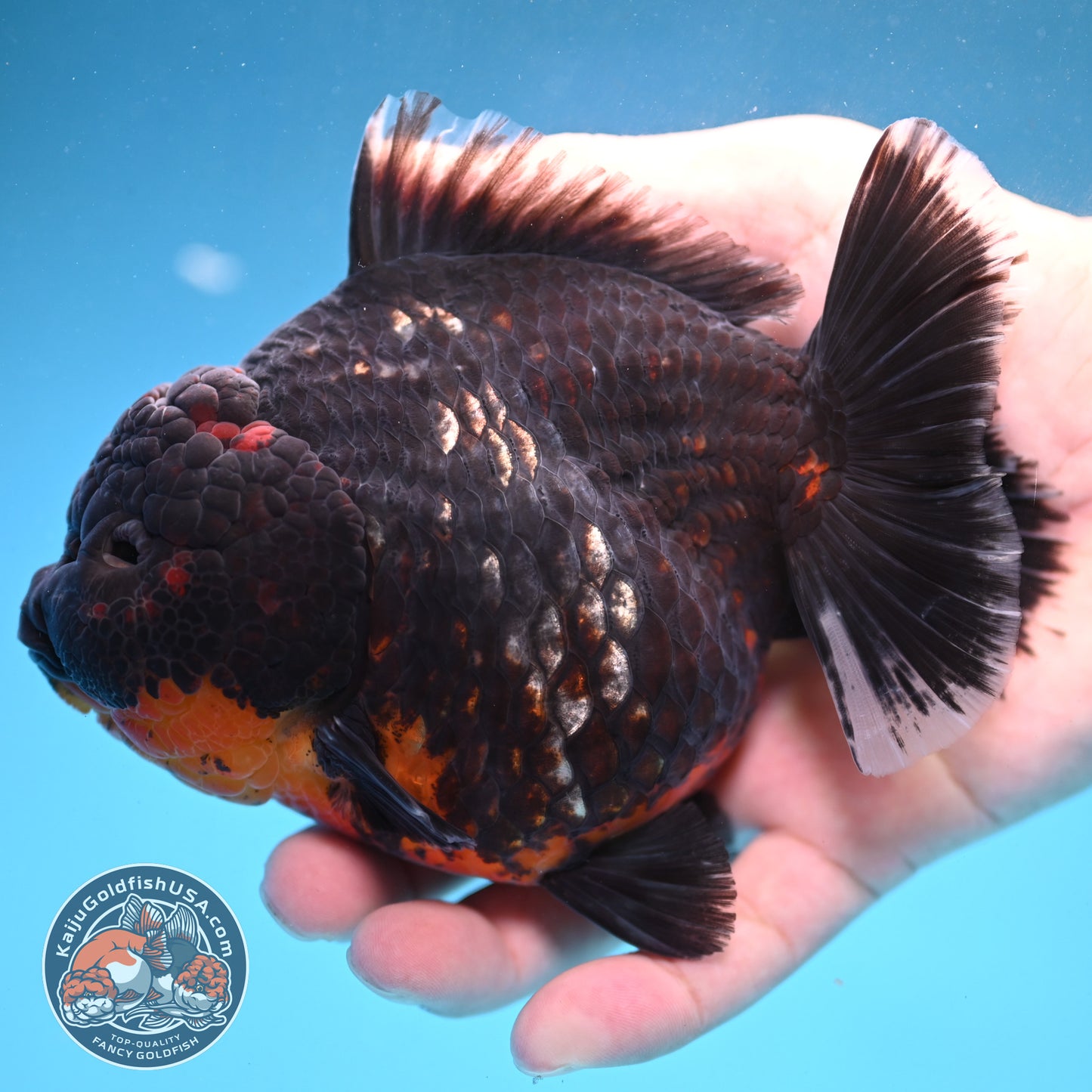 Kirin Oranda 4.5 inch Body (250926_OR05)
