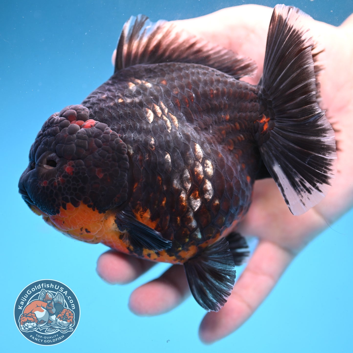 Kirin Oranda 4.5 inch Body (250926_OR05)