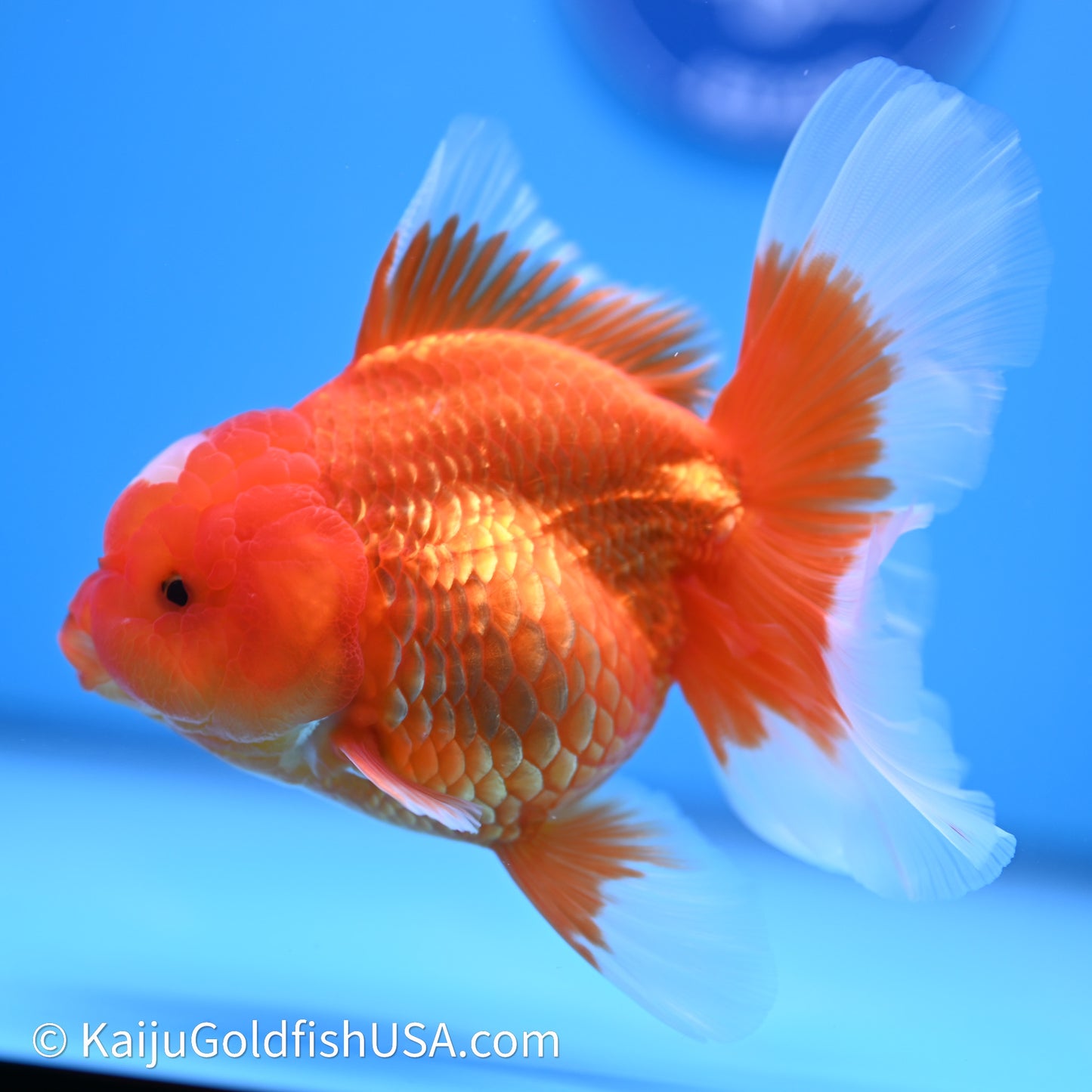Jade Seal Red White Rose Tail Oranda 4in Body (240621_OR05) - Kaiju Goldfish USA