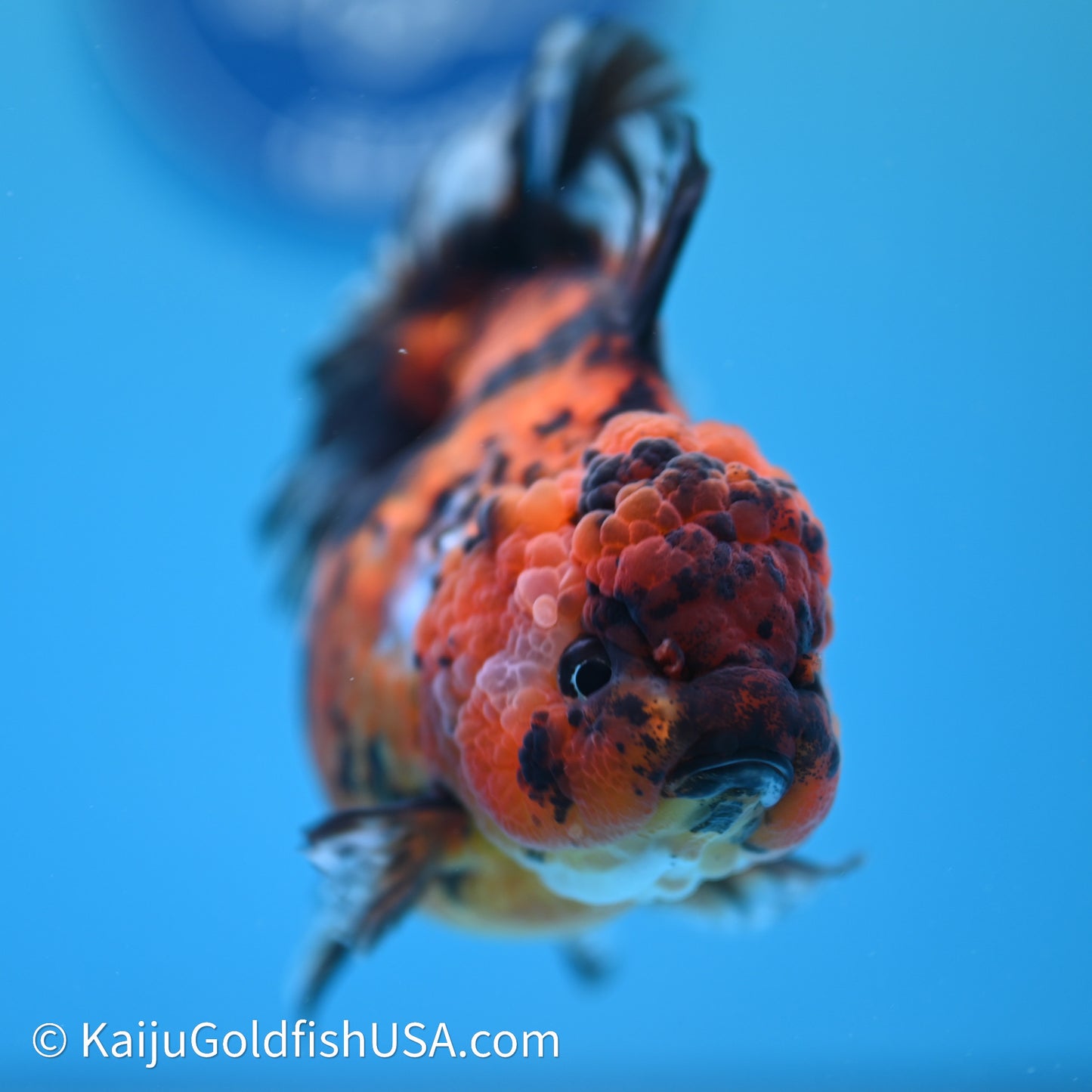 Shogun Godzilla Tiger Oranda 4in Body (240614_OR05) - Kaiju Goldfish USA