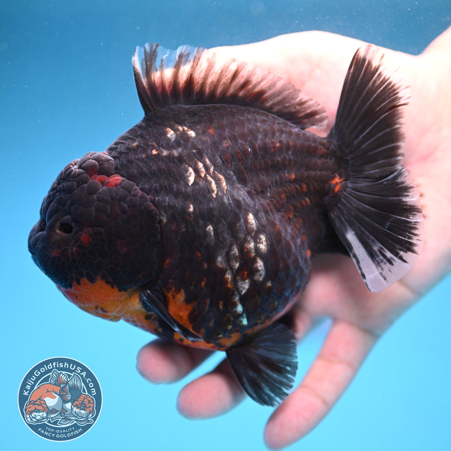Kirin Oranda 4.5 inch Body (250926_OR05)
