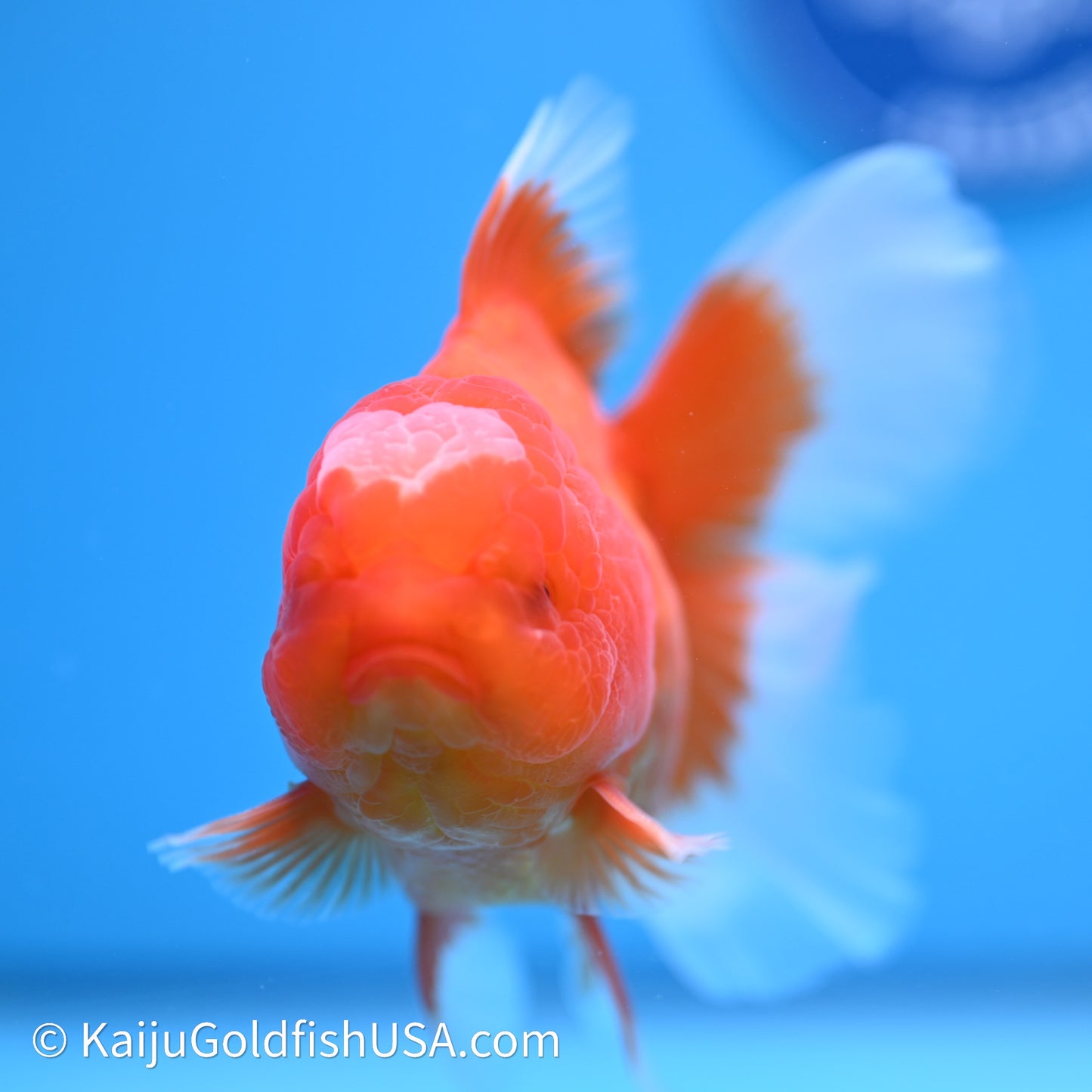 Jade Seal Red White Rose Tail Oranda 4in Body (240621_OR05) - Kaiju Goldfish USA