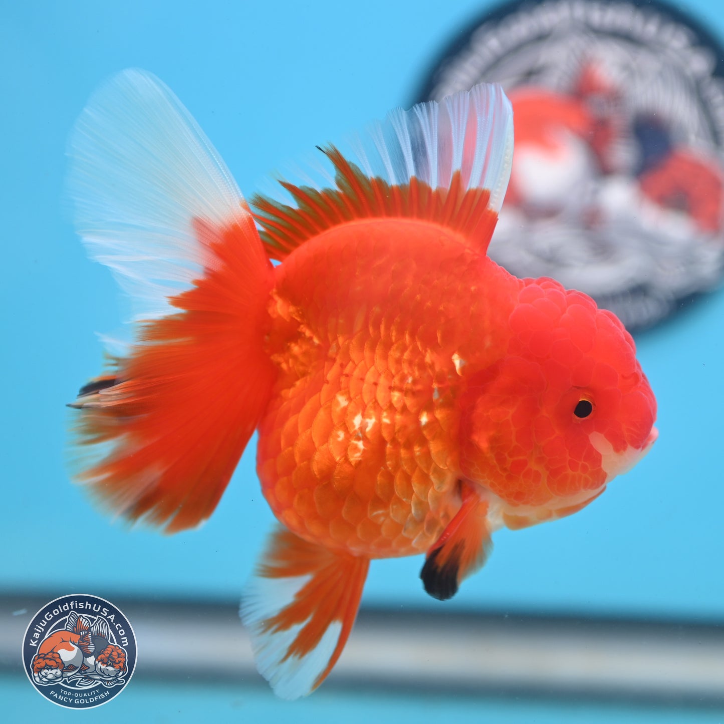 Red White Rose Tail Oranda 3.5 inches Body - Female (250214_OR05)