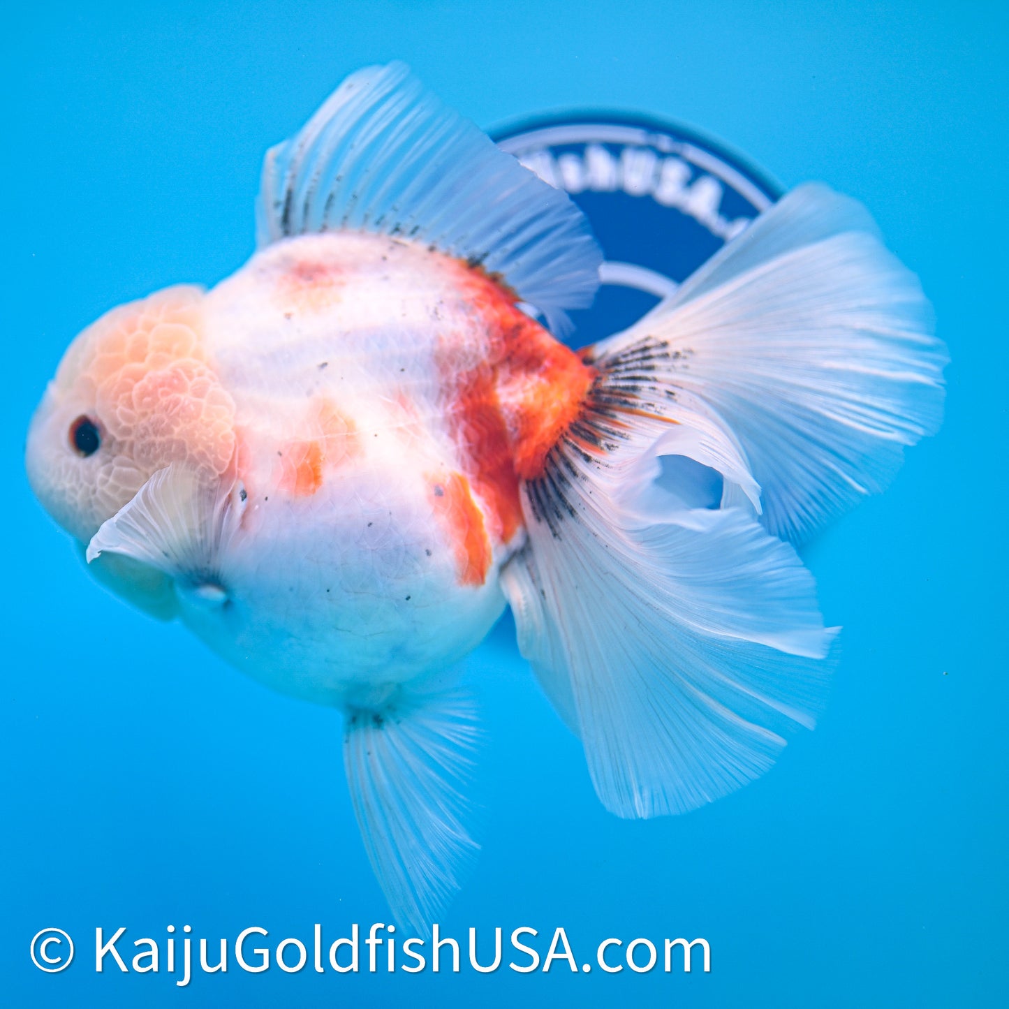 Tricolor Sakura Rose Tail Oranda 4in Body (240628_OR05) - Kaiju Goldfish USA
