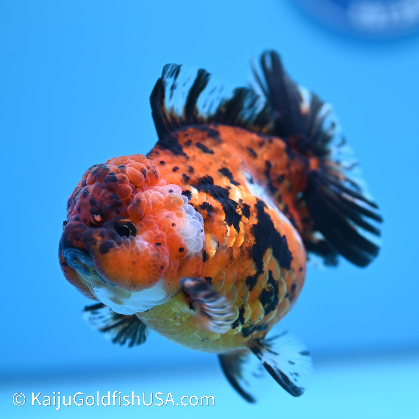 Shogun Godzilla Tiger Oranda 4in Body (240614_OR05) - Kaiju Goldfish USA