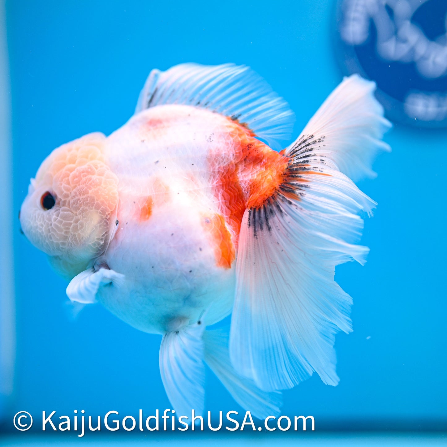 Tricolor Sakura Rose Tail Oranda 4in Body (240628_OR05) - Kaiju Goldfish USA