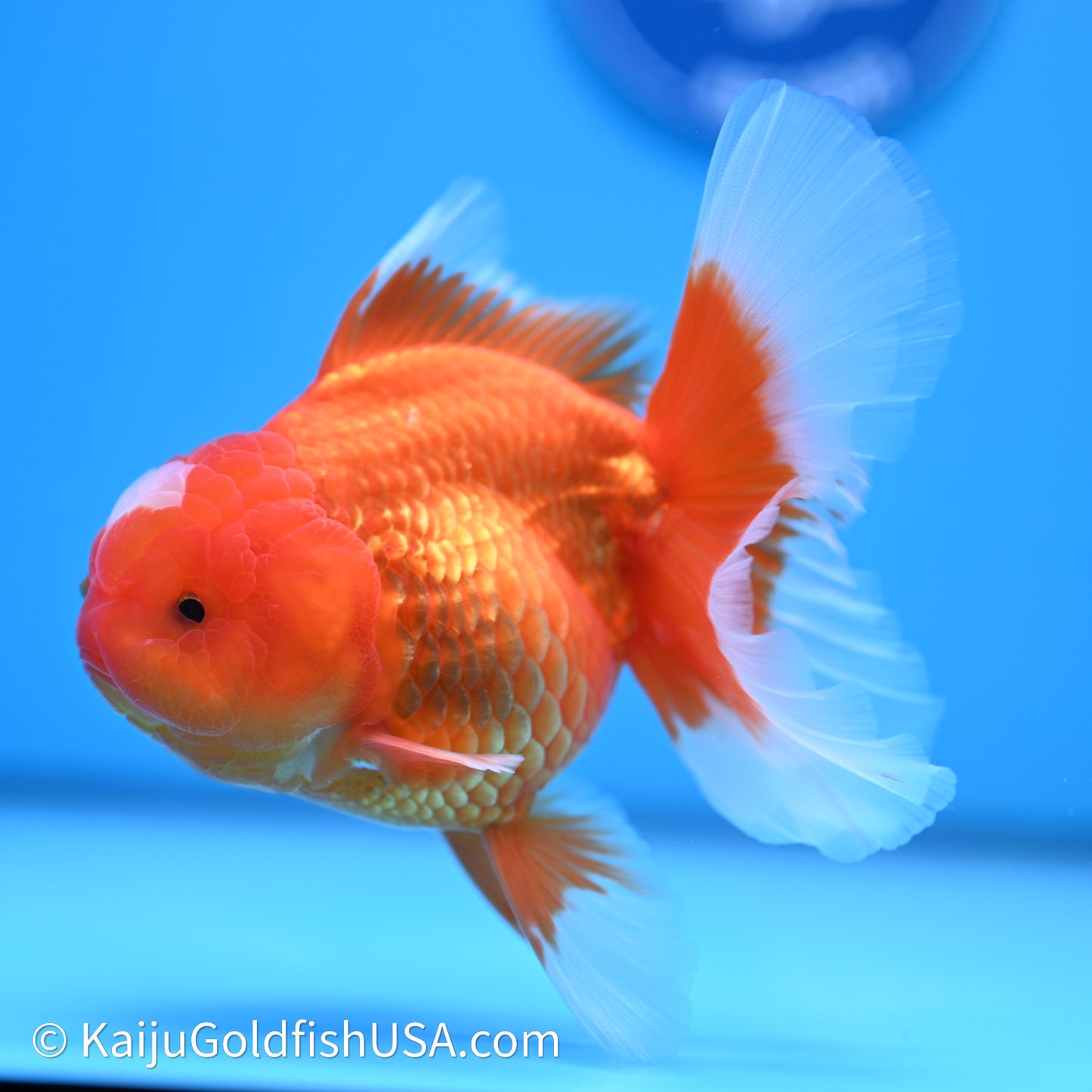 Jade Seal Red White Rose Tail Oranda 4in Body (240621_OR05) - Kaiju Goldfish USA