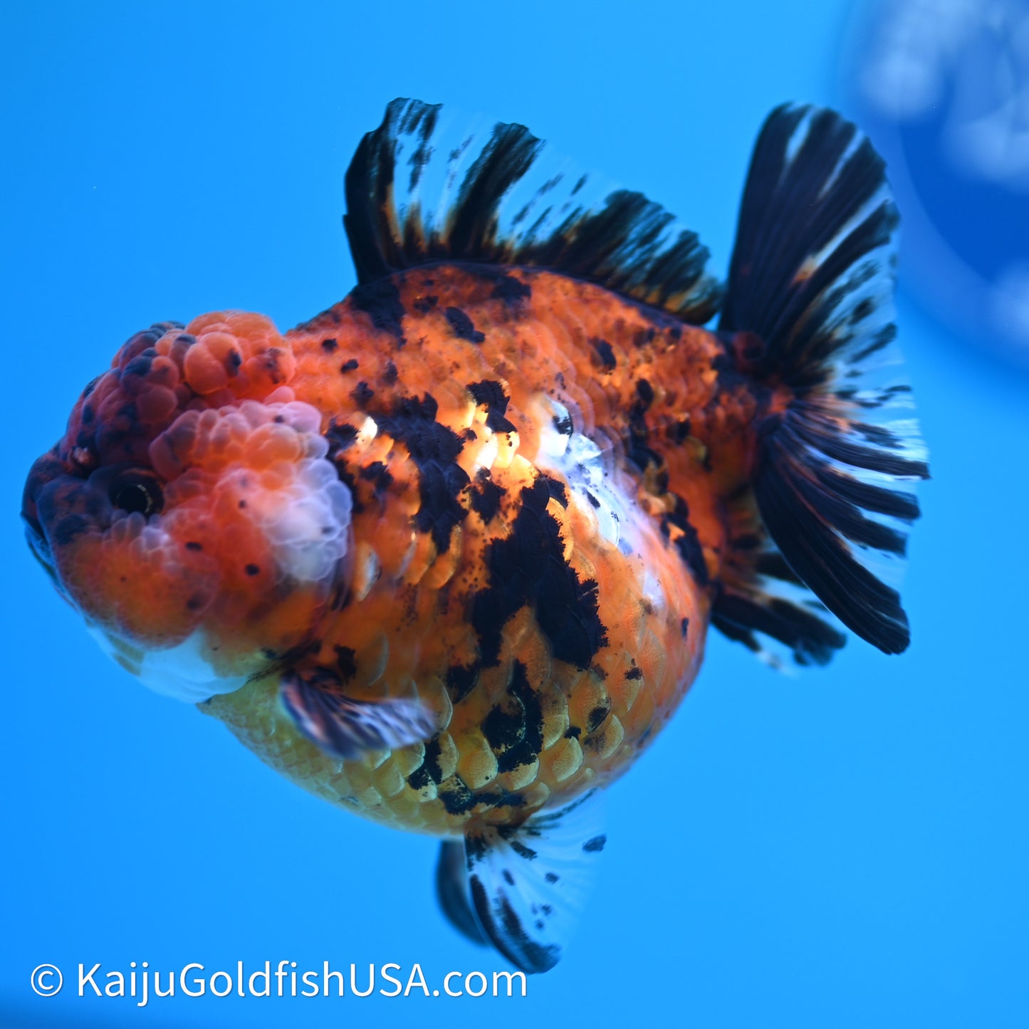 Shogun Godzilla Tiger Oranda 4in Body (240614_OR05) - Kaiju Goldfish USA