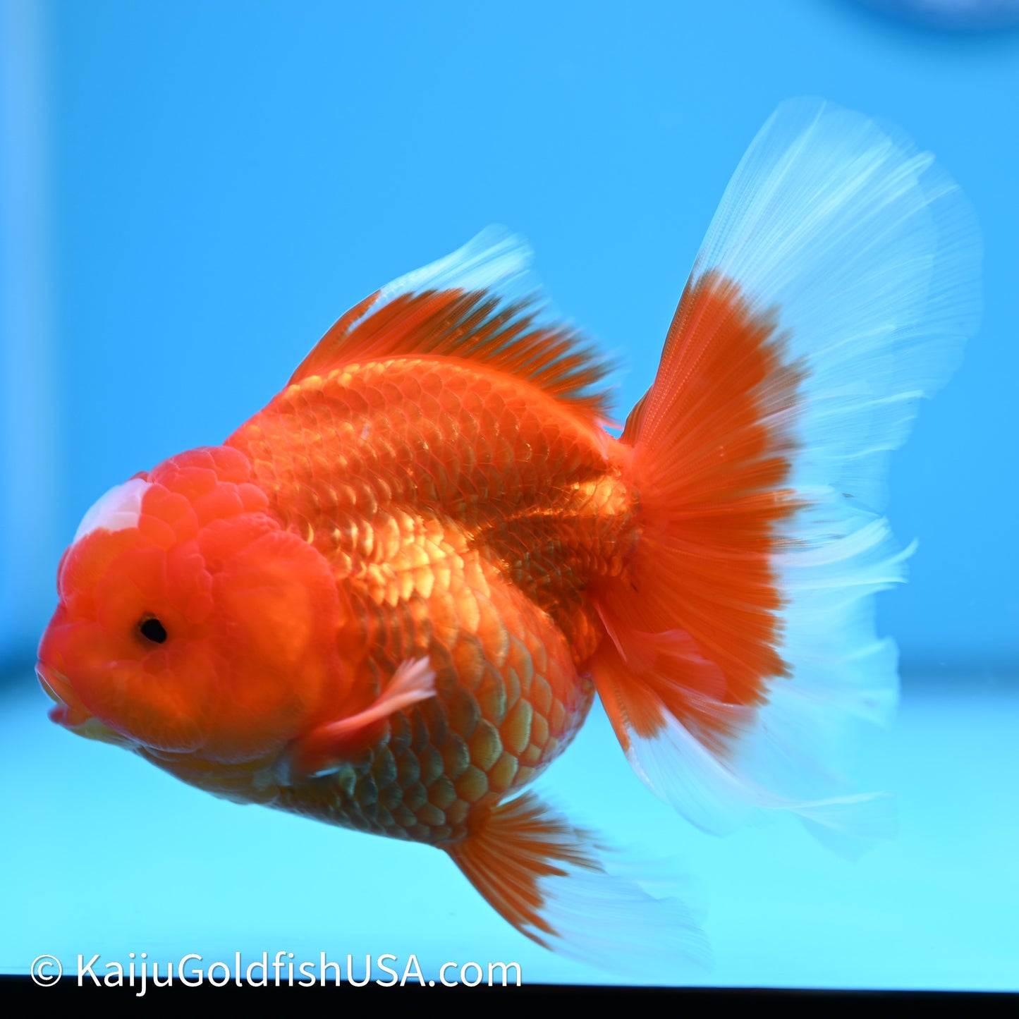 Jade Seal Red White Rose Tail Oranda 4in Body (240621_OR05) - Kaiju Goldfish USA