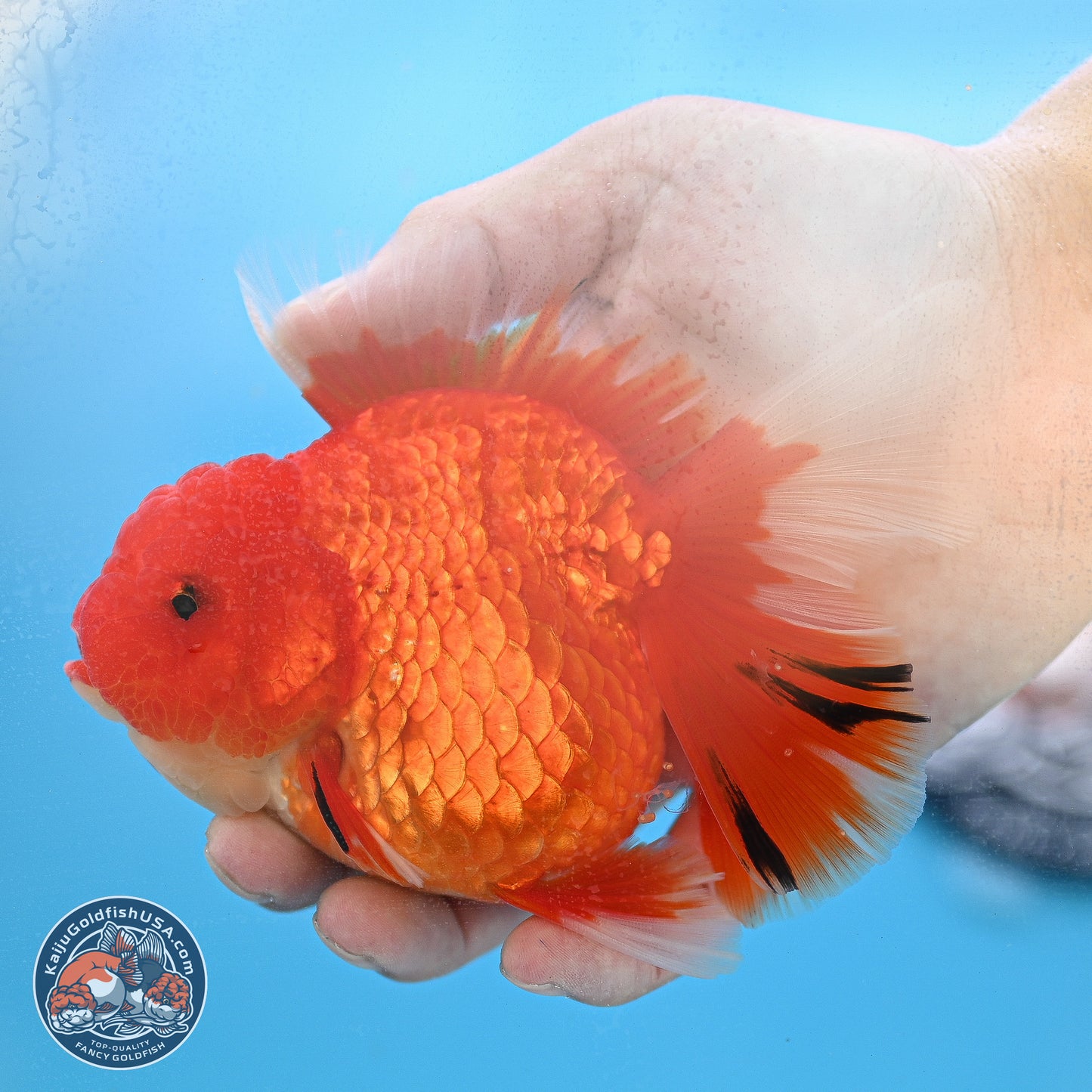 Red White Rose Tail Oranda 3.5 inches Body - Female (250214_OR05)