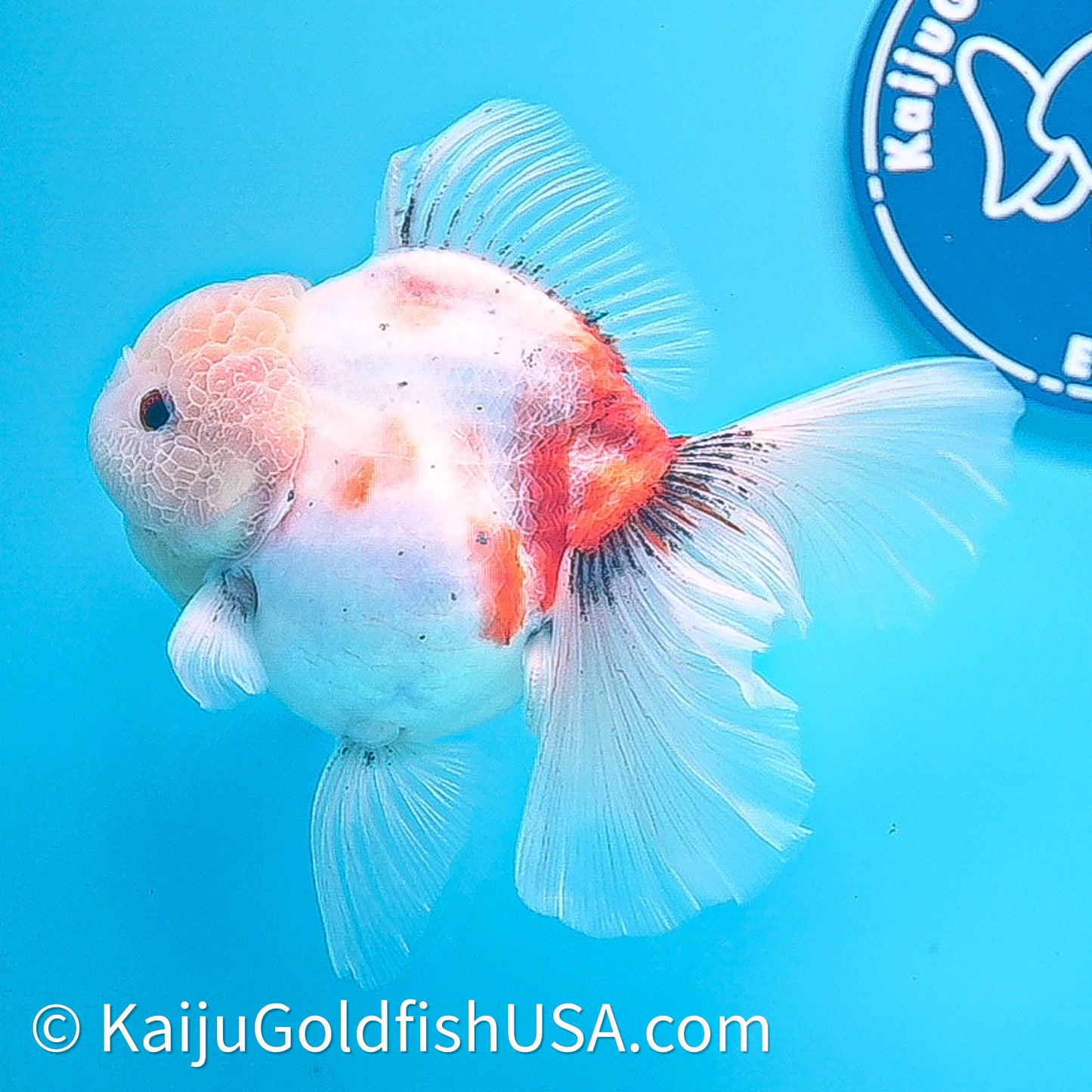 Tricolor Sakura Rose Tail Oranda 4in Body (240628_OR05) - Kaiju Goldfish USA
