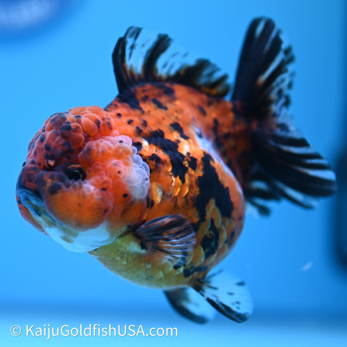 Shogun Godzilla Tiger Oranda 4in Body (240614_OR05) - Kaiju Goldfish USA