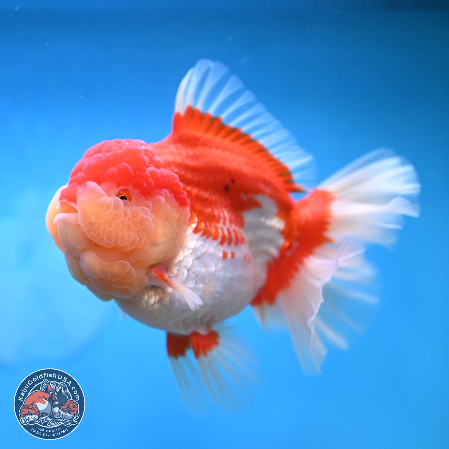 Jumbo Rose Tail Red White Oranda 5 inches Body - Female (250131_OR05)