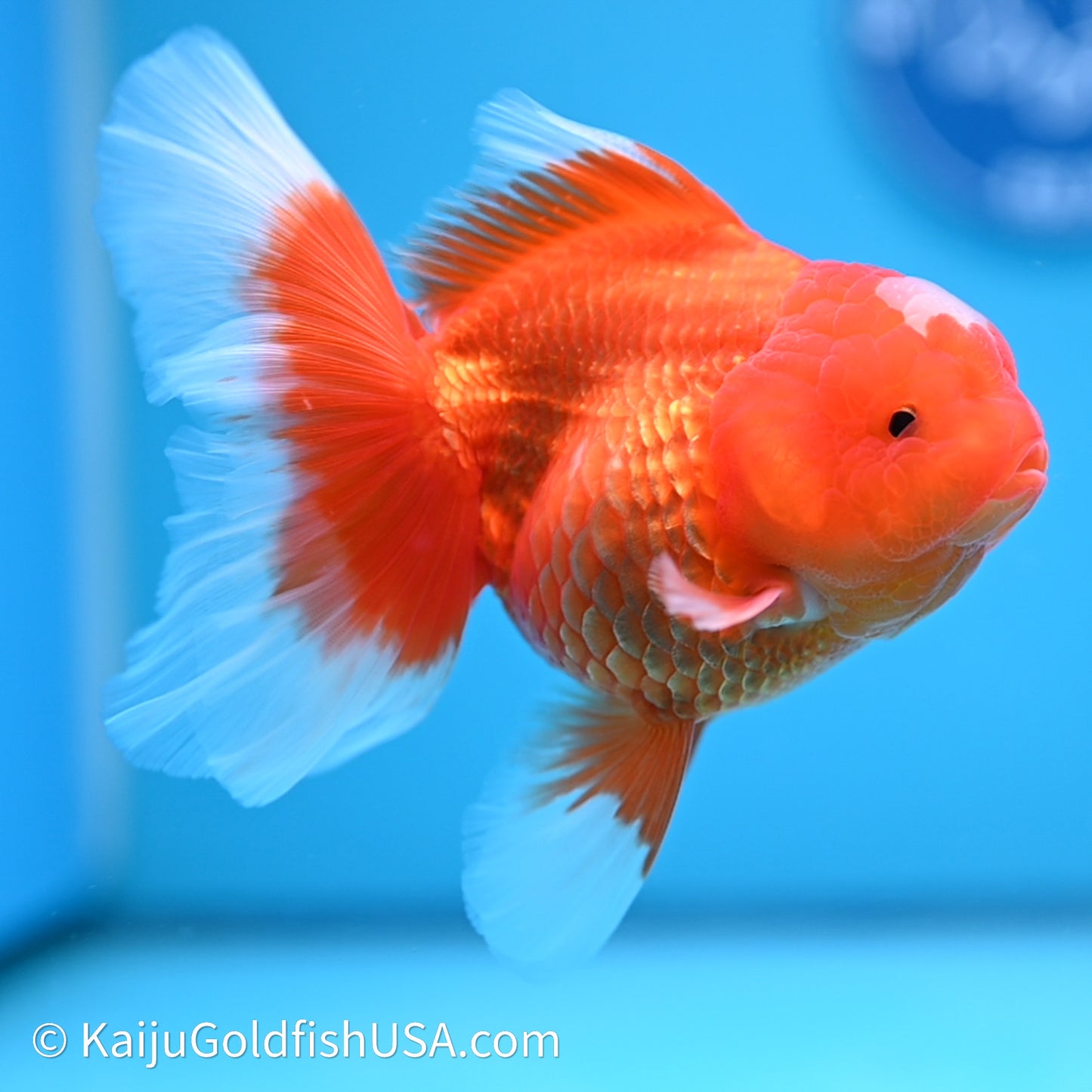 Jade Seal Red White Rose Tail Oranda 4in Body (240621_OR05) - Kaiju Goldfish USA