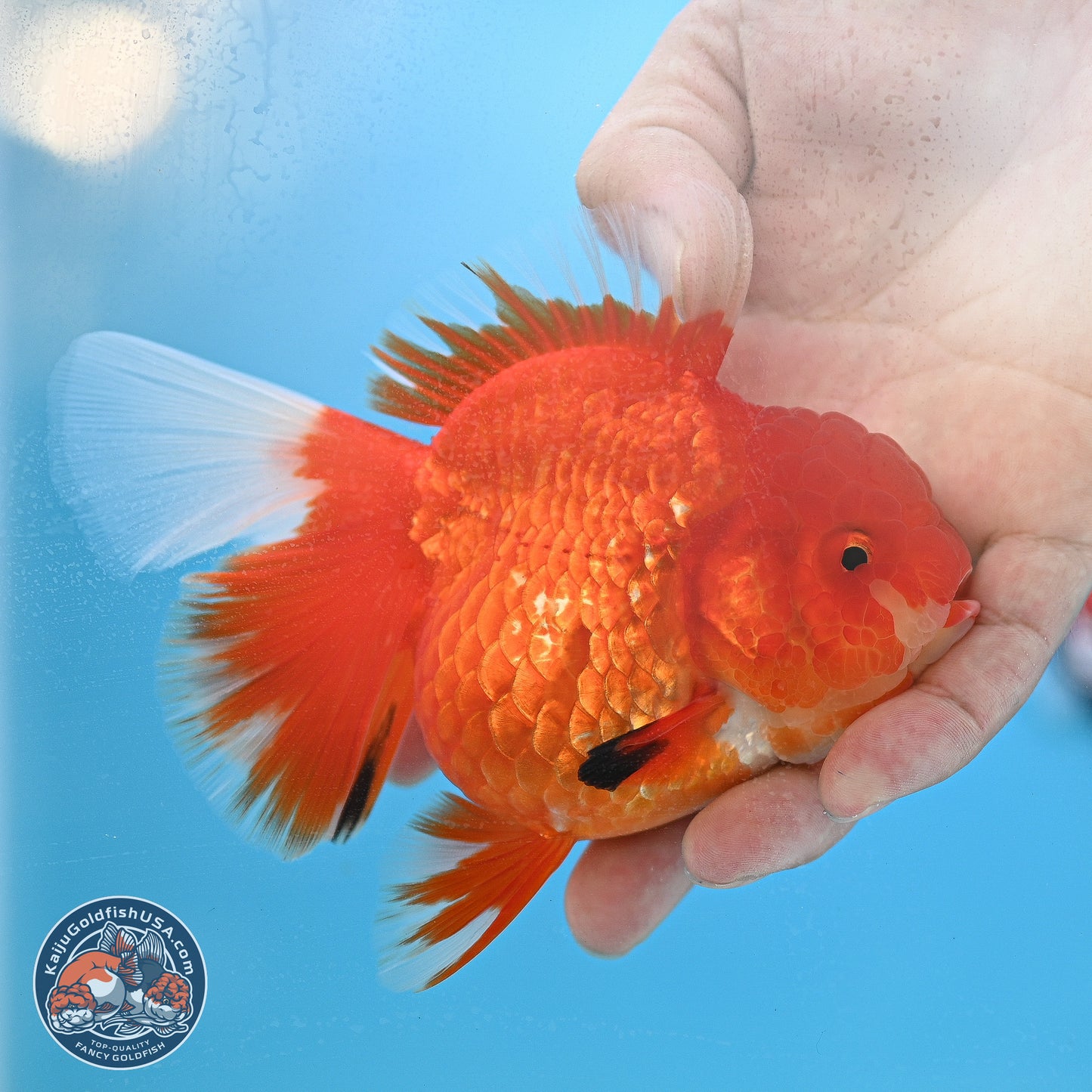 Red White Rose Tail Oranda 3.5 inches Body - Female (250214_OR05)