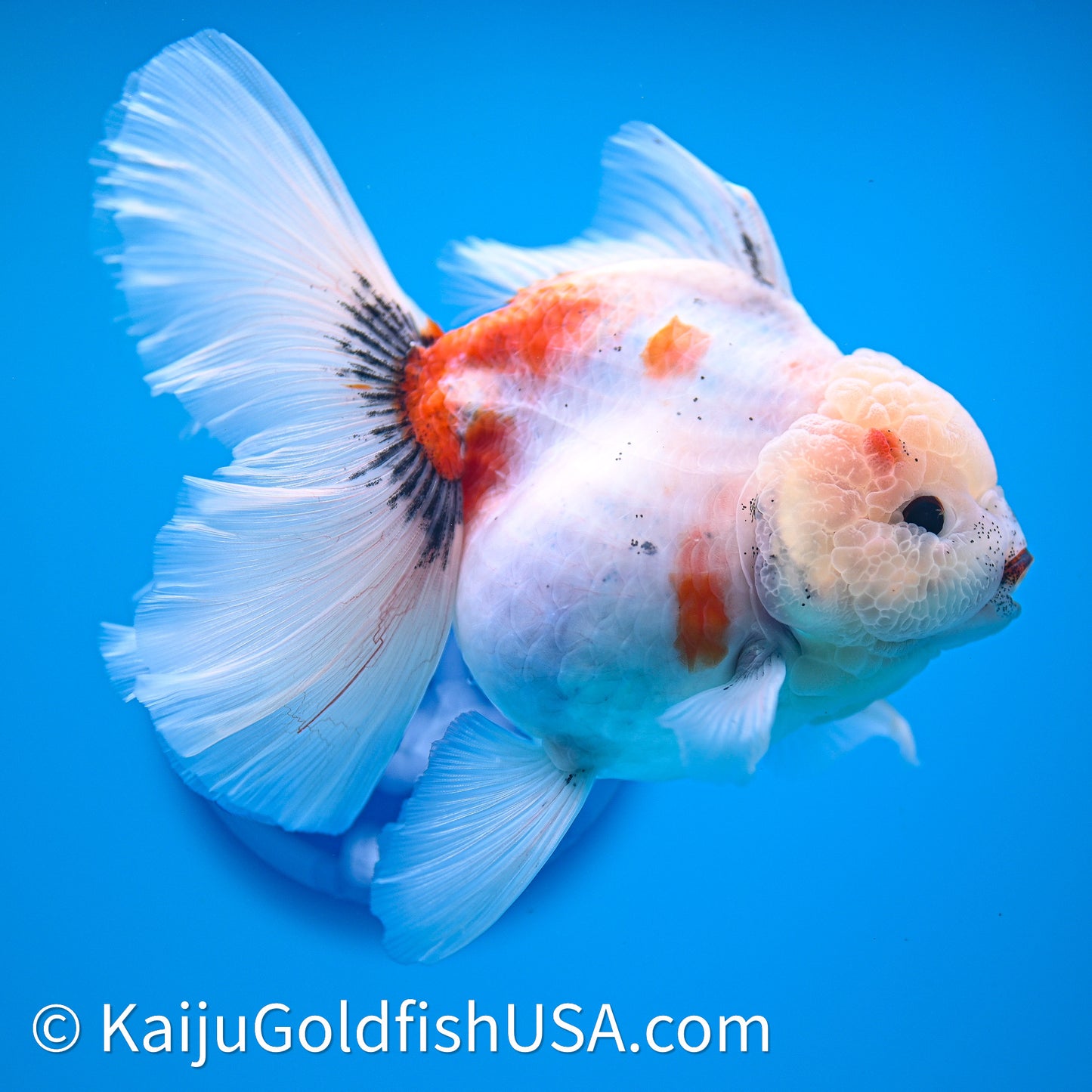 Tricolor Sakura Rose Tail Oranda 4in Body (240628_OR05) - Kaiju Goldfish USA