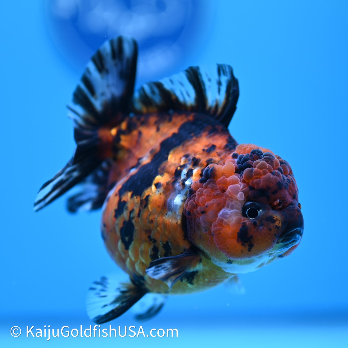 Shogun Godzilla Tiger Oranda 4in Body (240614_OR05) - Kaiju Goldfish USA