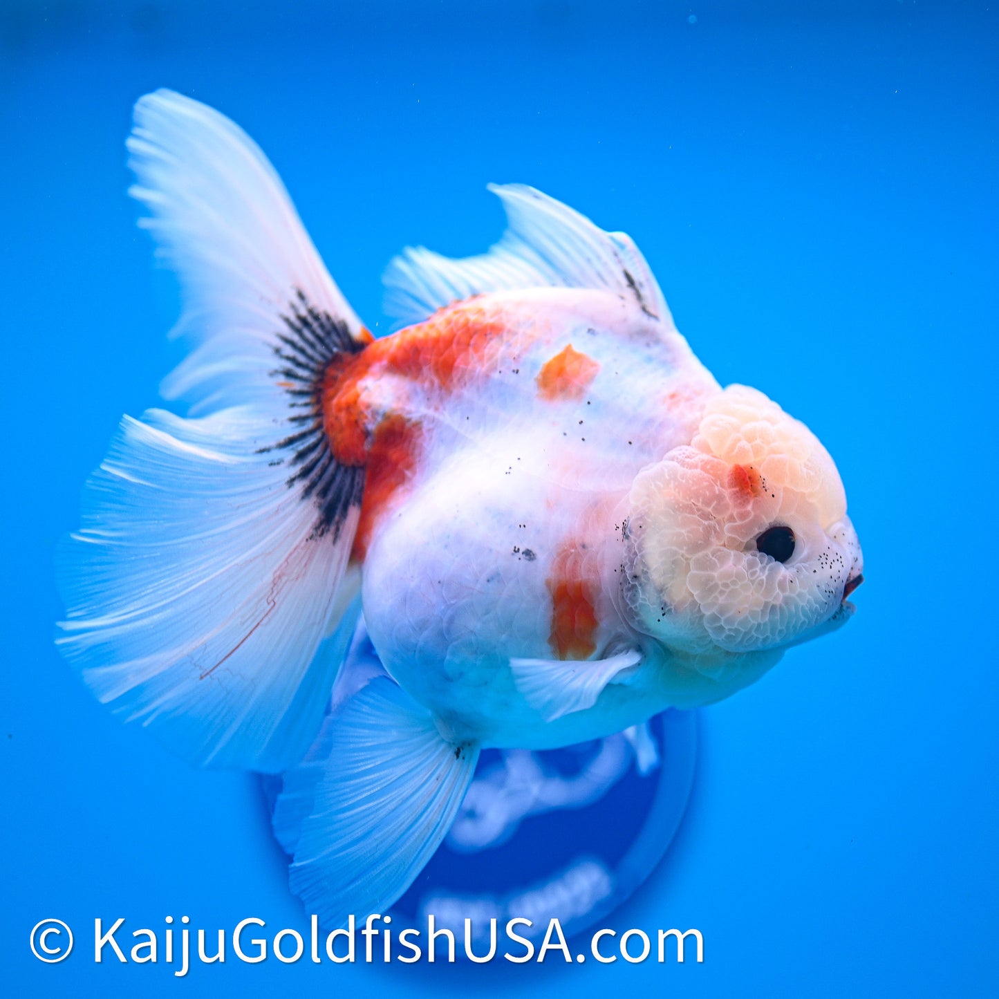 Tricolor Sakura Rose Tail Oranda 4in Body (240628_OR05) - Kaiju Goldfish USA